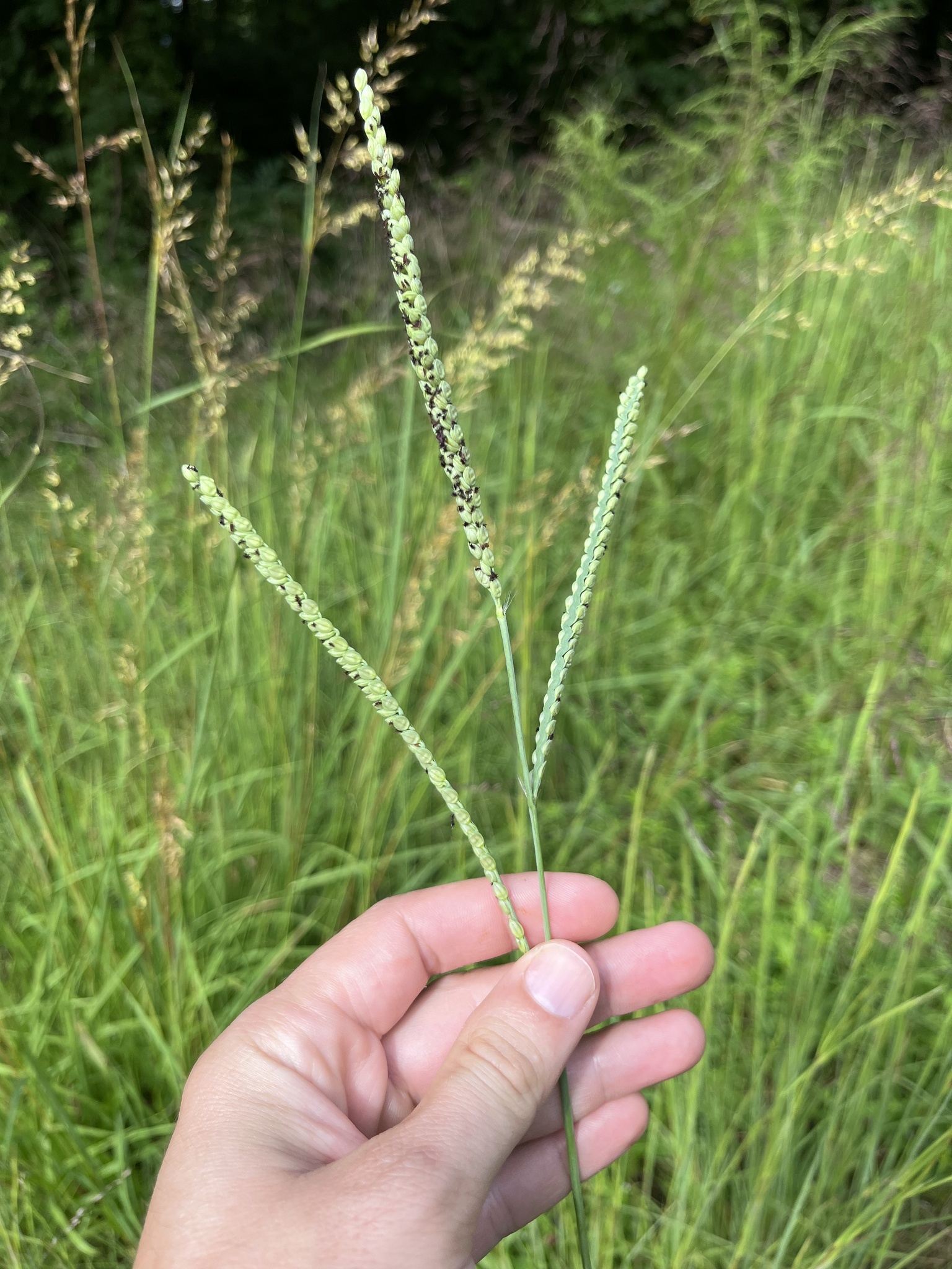 The Scientific Name is Paspalum floridanum. You will likely hear them called Florida Paspalum, Crowngrass. This picture shows the Spikelets are in neat rows along each side of the rachis. of Paspalum floridanum