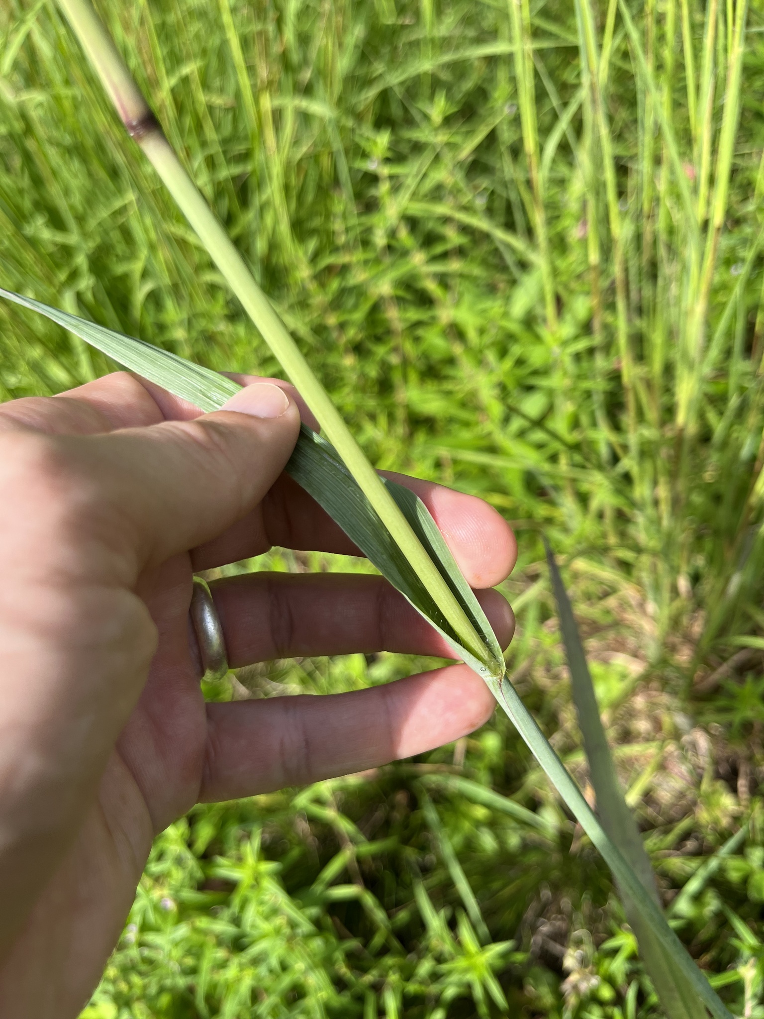 The Scientific Name is Paspalum floridanum. You will likely hear them called Florida Paspalum, Crowngrass. This picture shows the  of Paspalum floridanum