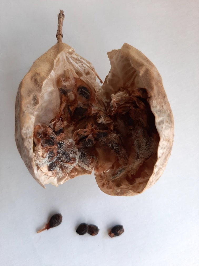 The Scientific Name is Passiflora incarnata. You will likely hear them called Purple Passionflower, Passion-vine, Maypops. This picture shows the A dried berry opened revealing the seeds. of Passiflora incarnata