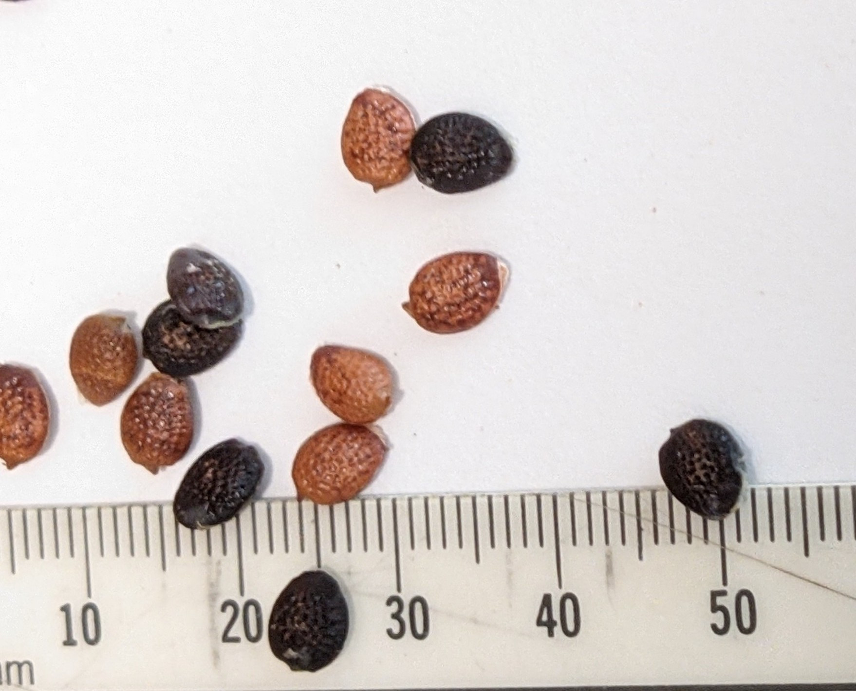 The Scientific Name is Passiflora incarnata. You will likely hear them called Purple Passionflower, Passion-vine, Maypops. This picture shows the Cleaned seeds with arils removed. of Passiflora incarnata