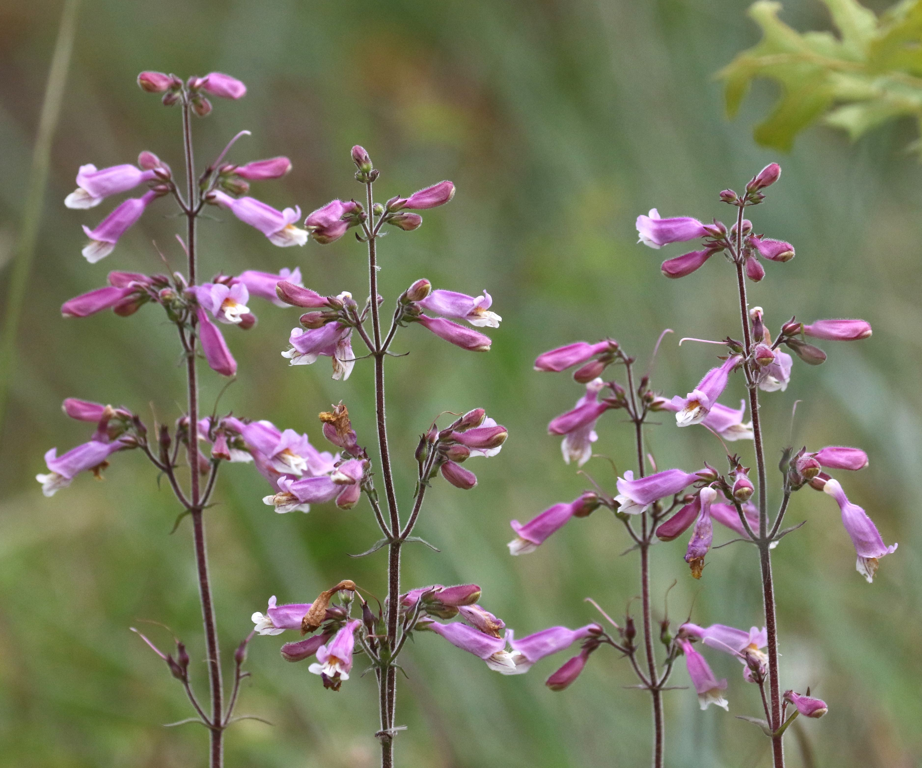 The Scientific Name is Penstemon australis. You will likely hear them called Eustis Lake Beardtongue, Southern Beardtongue, Sandhill Beardtongue. This picture shows the Flowers grow in slender, loose panicles.  Stems and slender opposite leaves are covered with fine hair. of Penstemon australis