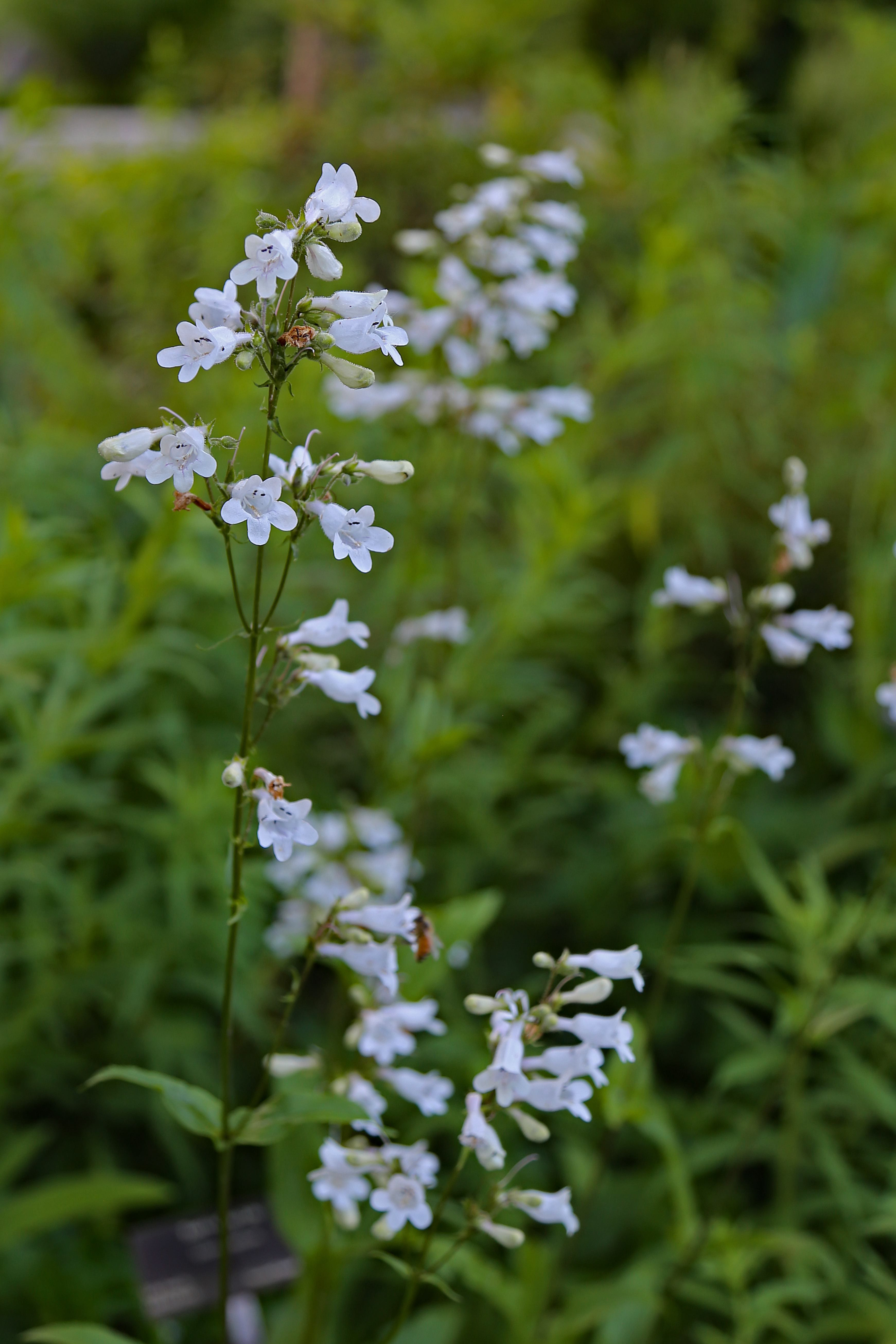 The Scientific Name is Penstemon digitalis. You will likely hear them called Foxglove Beardtongue, Tall White Beardtongue. This picture shows the Tall, slender Penstemon digitalis at the North Carolina Arboretum. of Penstemon digitalis