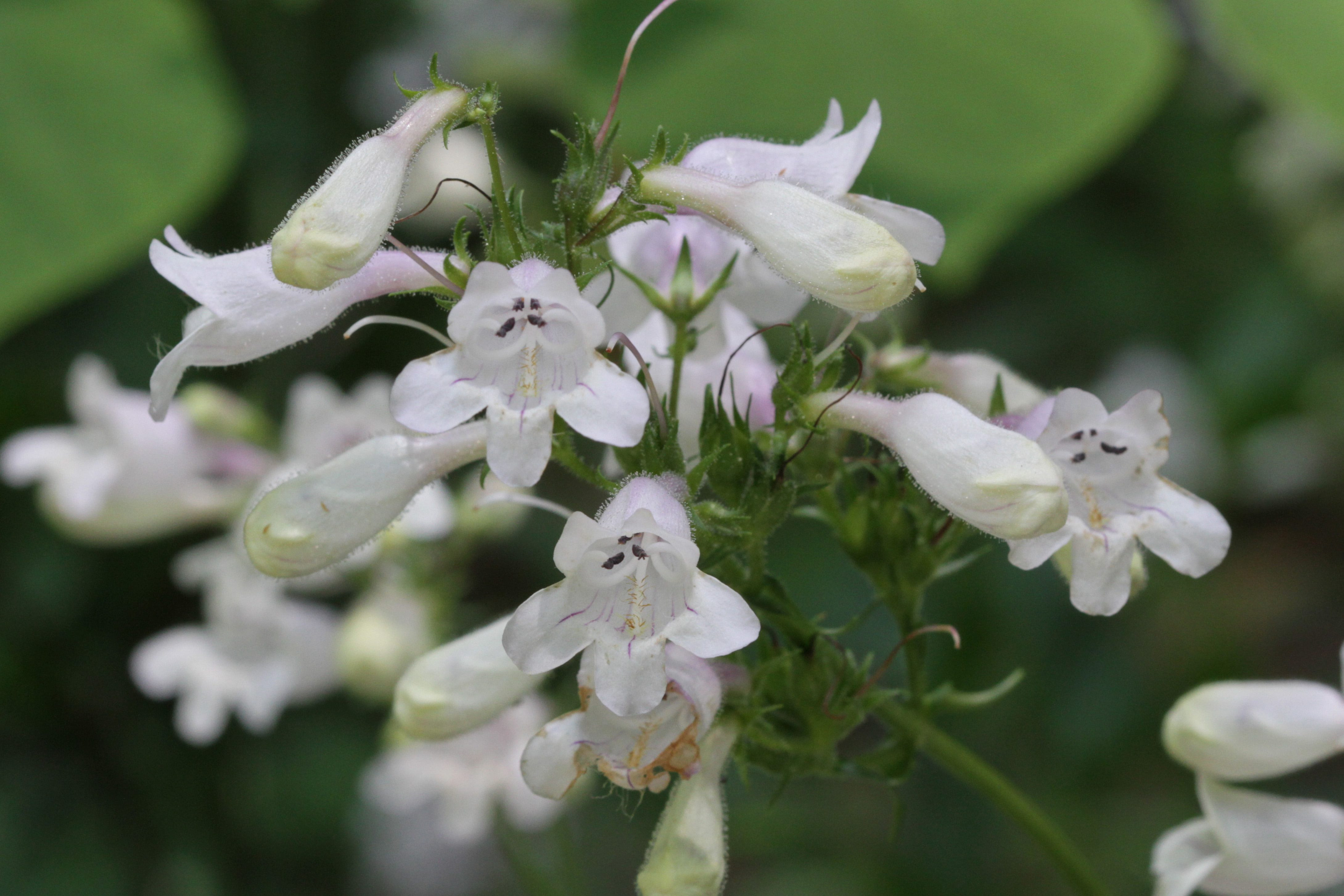 The Scientific Name is Penstemon digitalis. You will likely hear them called Foxglove Beardtongue, Tall White Beardtongue. This picture shows the Flowers in a compact terminal panicle. Blossoms white, the upper lip two-lobed and equal in length to the 3-lobed lower lip. of Penstemon digitalis