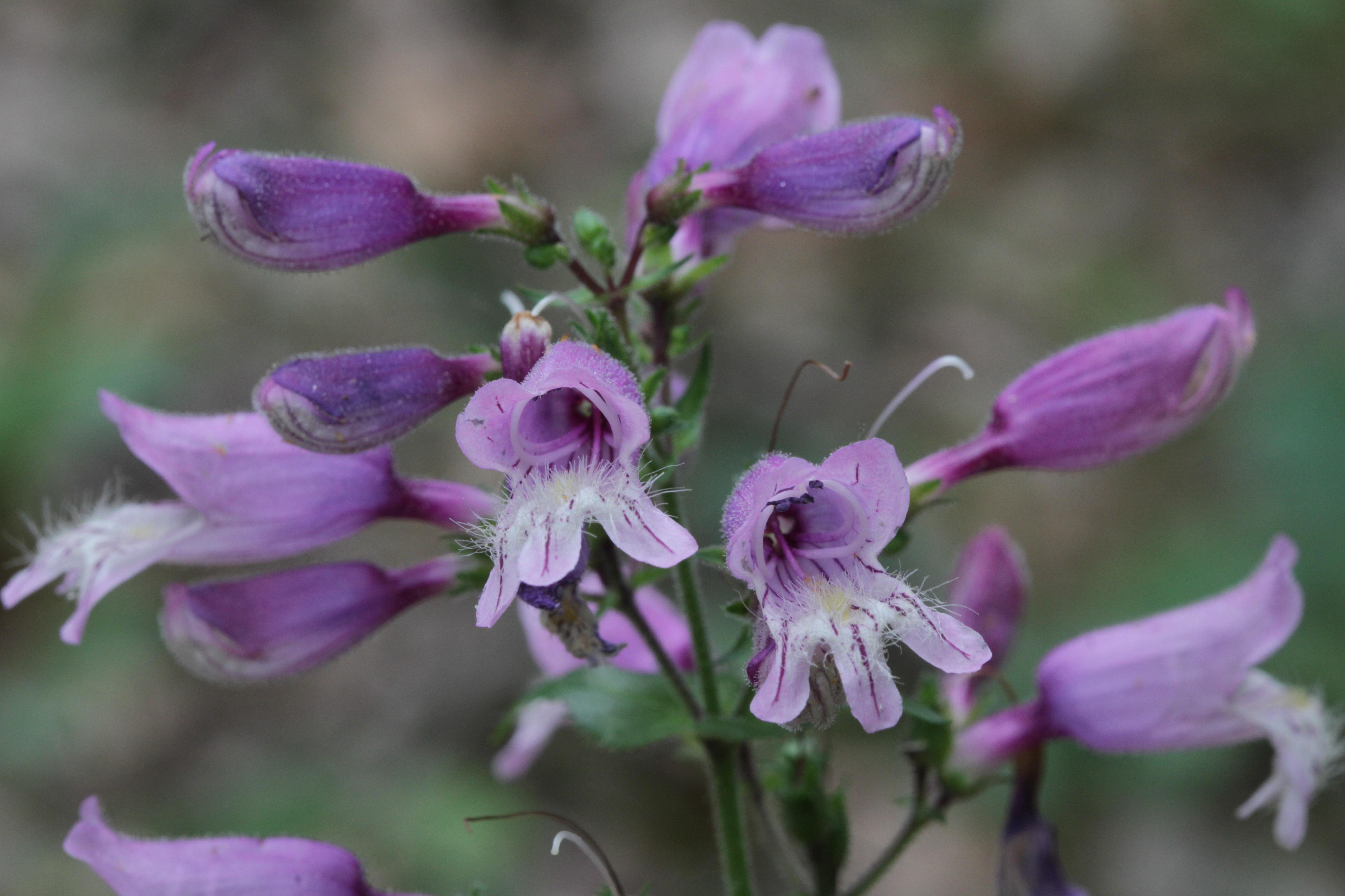 The Scientific Name is Penstemon smallii. You will likely hear them called Small's Beardtongue, Blue Ridge Beardtongue. This picture shows the Blossoms are lavender and open throated, the lower lobe with bright purple lines and  long white hairs forming a bristly beard. of Penstemon smallii