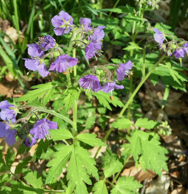 The Scientific Name is Phacelia bipinnatifida. You will likely hear them called Fernleaf Phacelia, Purple Phacelia, Forest Phacelia, Loose-flowered Phacelia. This picture shows the The alternate, irregularly lobed and toothed leaves are on long stalks and are sticky with glandular hairs; the lavender-blue flowers have a white center. of Phacelia bipinnatifida