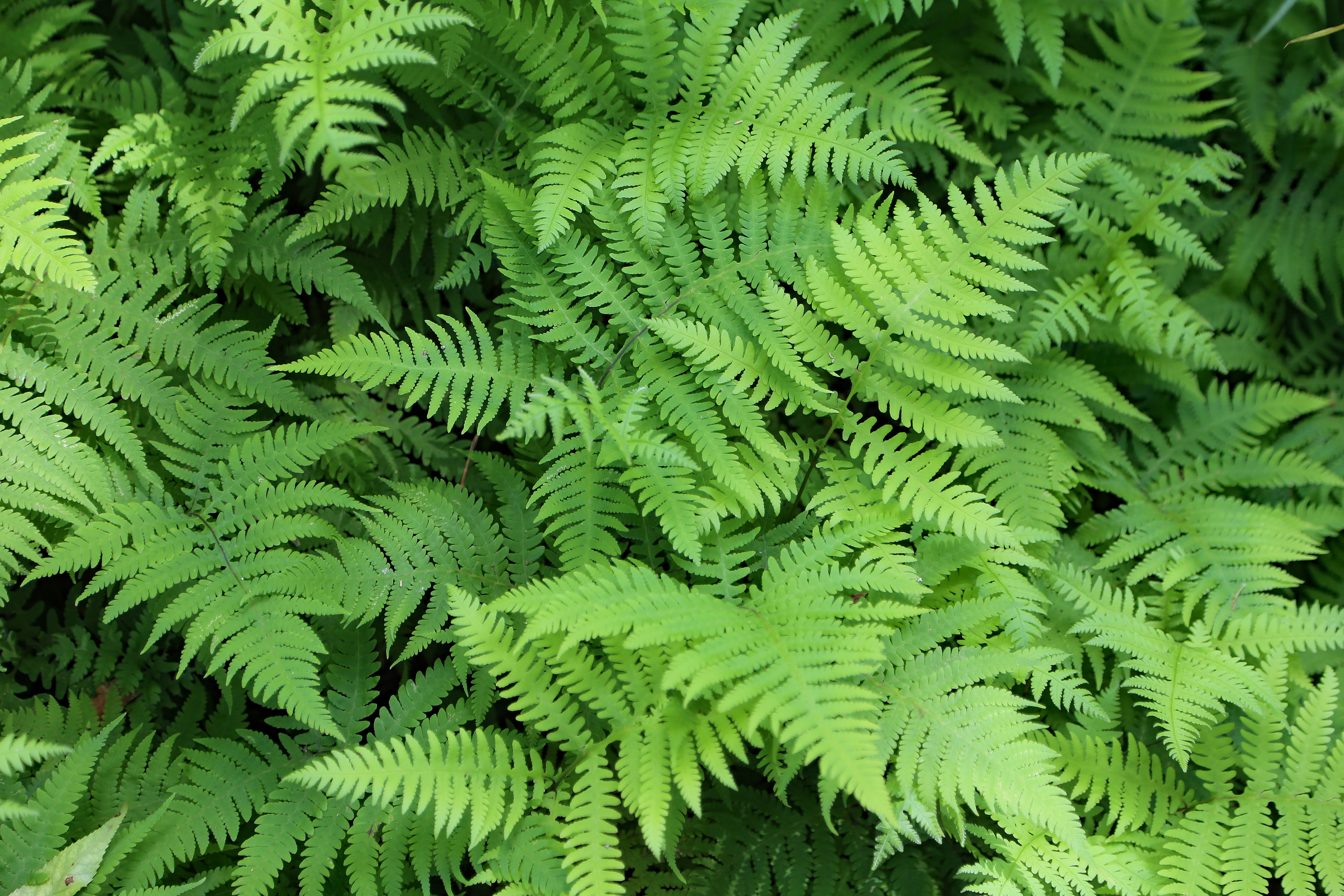 The Scientific Name is Phegopteris hexagonoptera. You will likely hear them called Broad Beech Fern. This picture shows the A colony of Broad Beech Fern, a 
