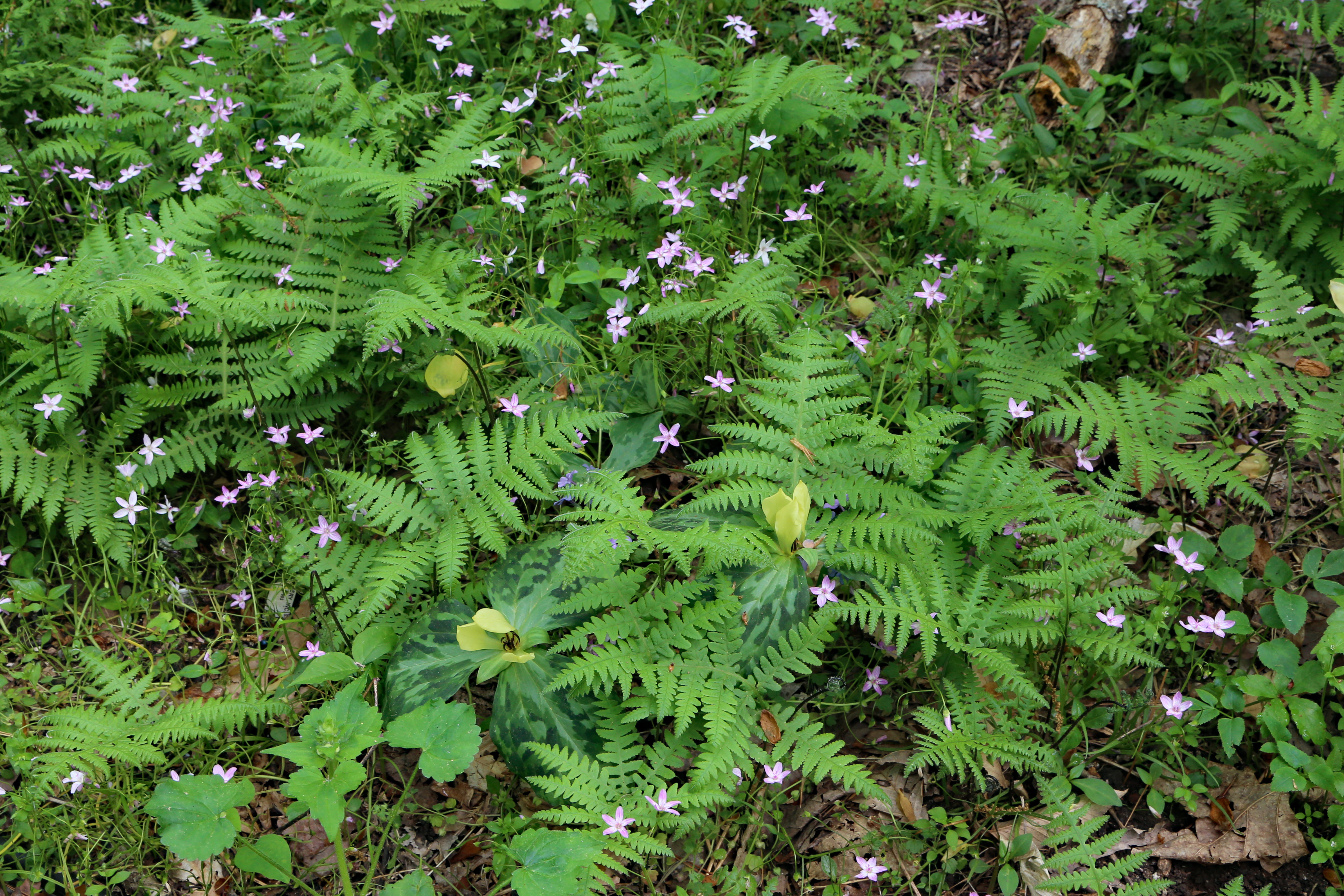 The Scientific Name is Phegopteris hexagonoptera. You will likely hear them called Broad Beech Fern. This picture shows the Broad Beech Fern planted with Trillium luteum and Claytonia caroliniana along the Natural Heritage Trail in the South Carolina Botanical Gardens. of Phegopteris hexagonoptera