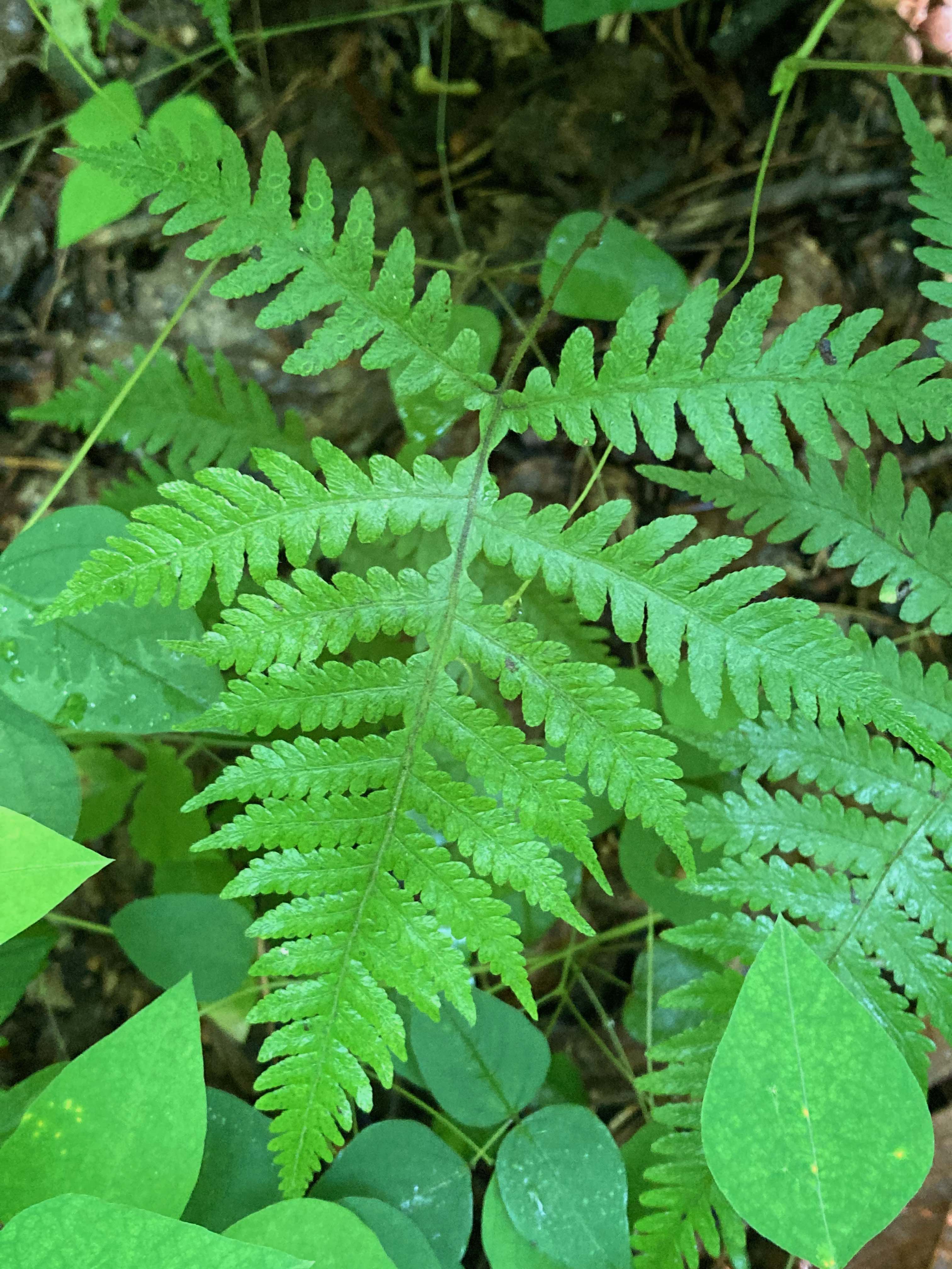 The Scientific Name is Phegopteris hexagonoptera. You will likely hear them called Broad Beech Fern. This picture shows the All the pinnae are connected along the rachis by a narrow wing of blade tissue. of Phegopteris hexagonoptera