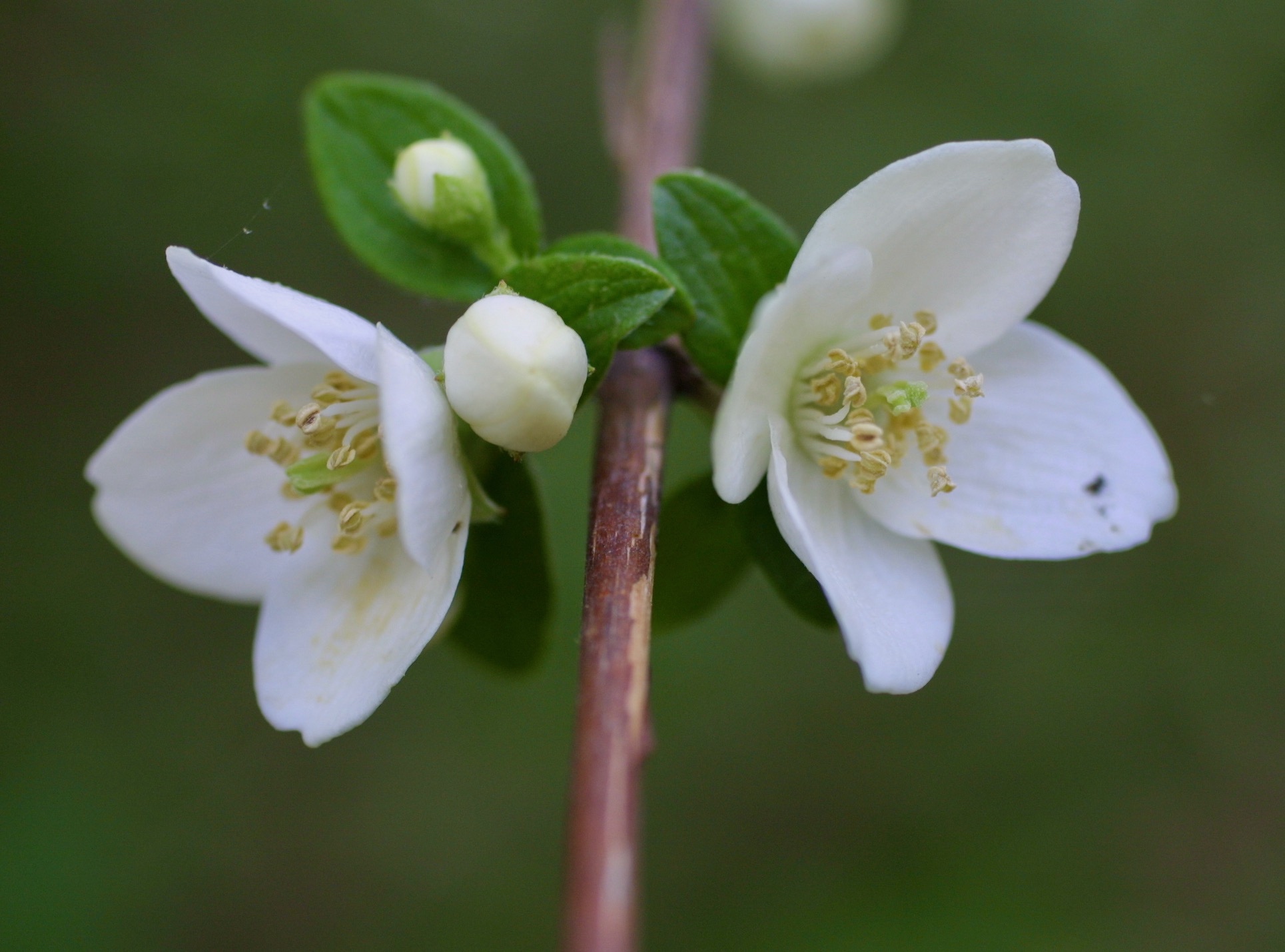 The Scientific Name is Philadelphus inodorus. You will likely hear them called Appalachian Mock-orange. This picture shows the Opposite leaves and showy white flowers lacking fragrance of Philadelphus inodorus