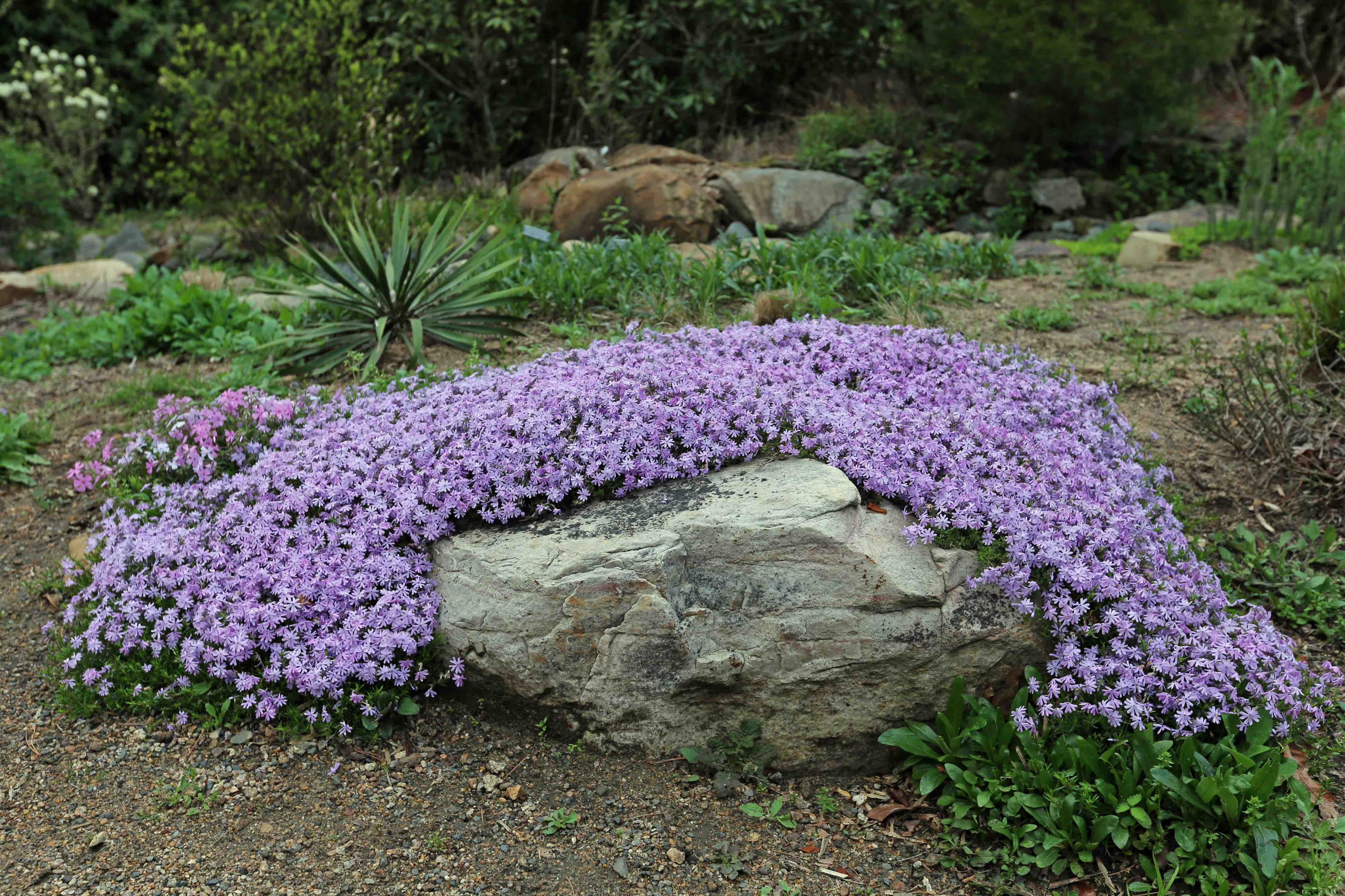 The Scientific Name is Phlox subulata. You will likely hear them called Moss Phlox, Mountain-pink. This picture shows the Phlox subulata in early April in the Mellichamp Terrace at UNC Charlotte Botanical Gardens of Phlox subulata