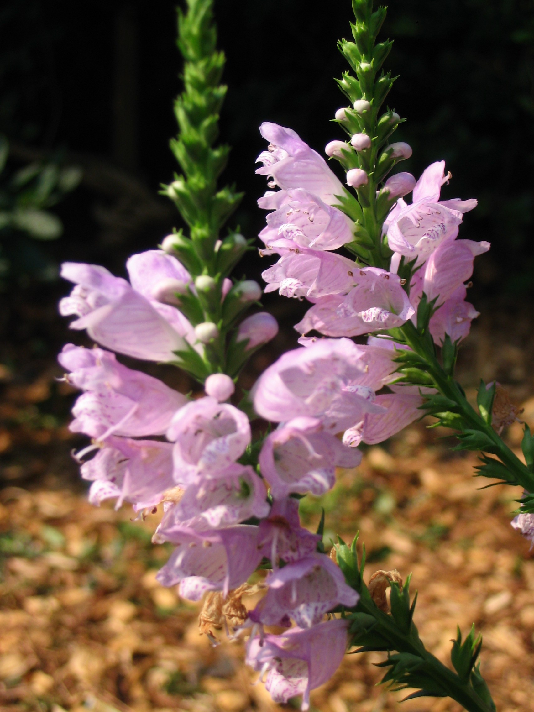 The Scientific Name is Physostegia virginiana. You will likely hear them called Obedient-plant. This picture shows the Individual flowers if moved left or right on the inflorescence, will stay where you moved them, hence the common name Obedient Plant of Physostegia virginiana