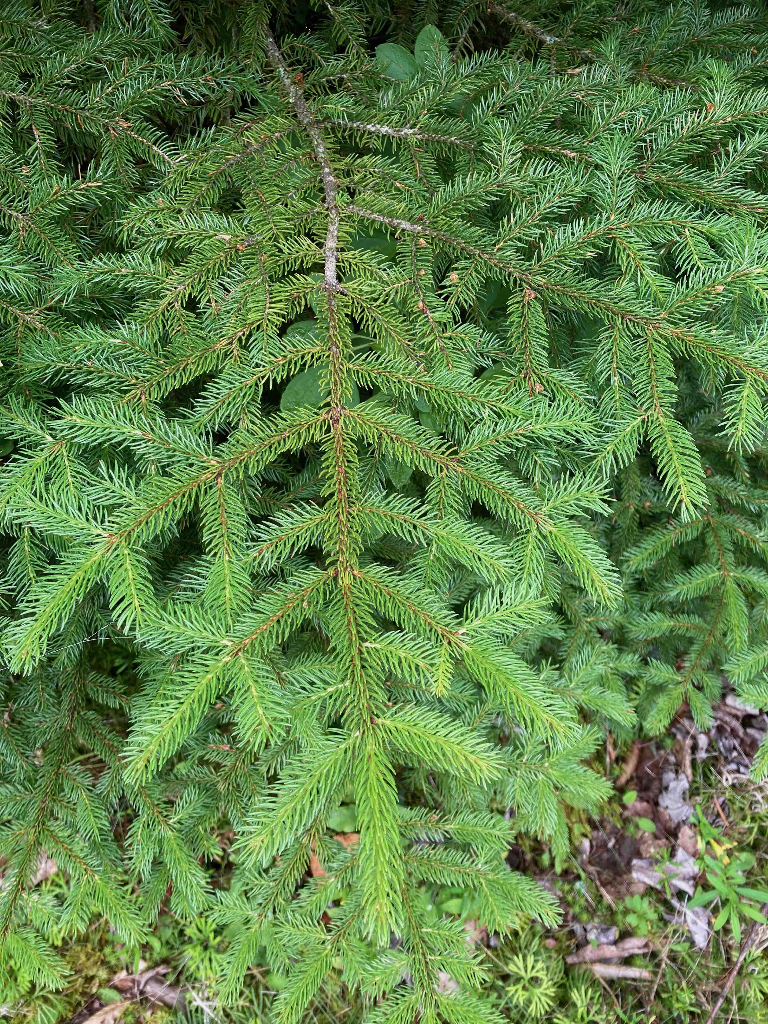 The Scientific Name is Picea rubens. You will likely hear them called Red Spruce, He Balsam. This picture shows the The sharp needles grow densely on all sides of the twigs. of Picea rubens
