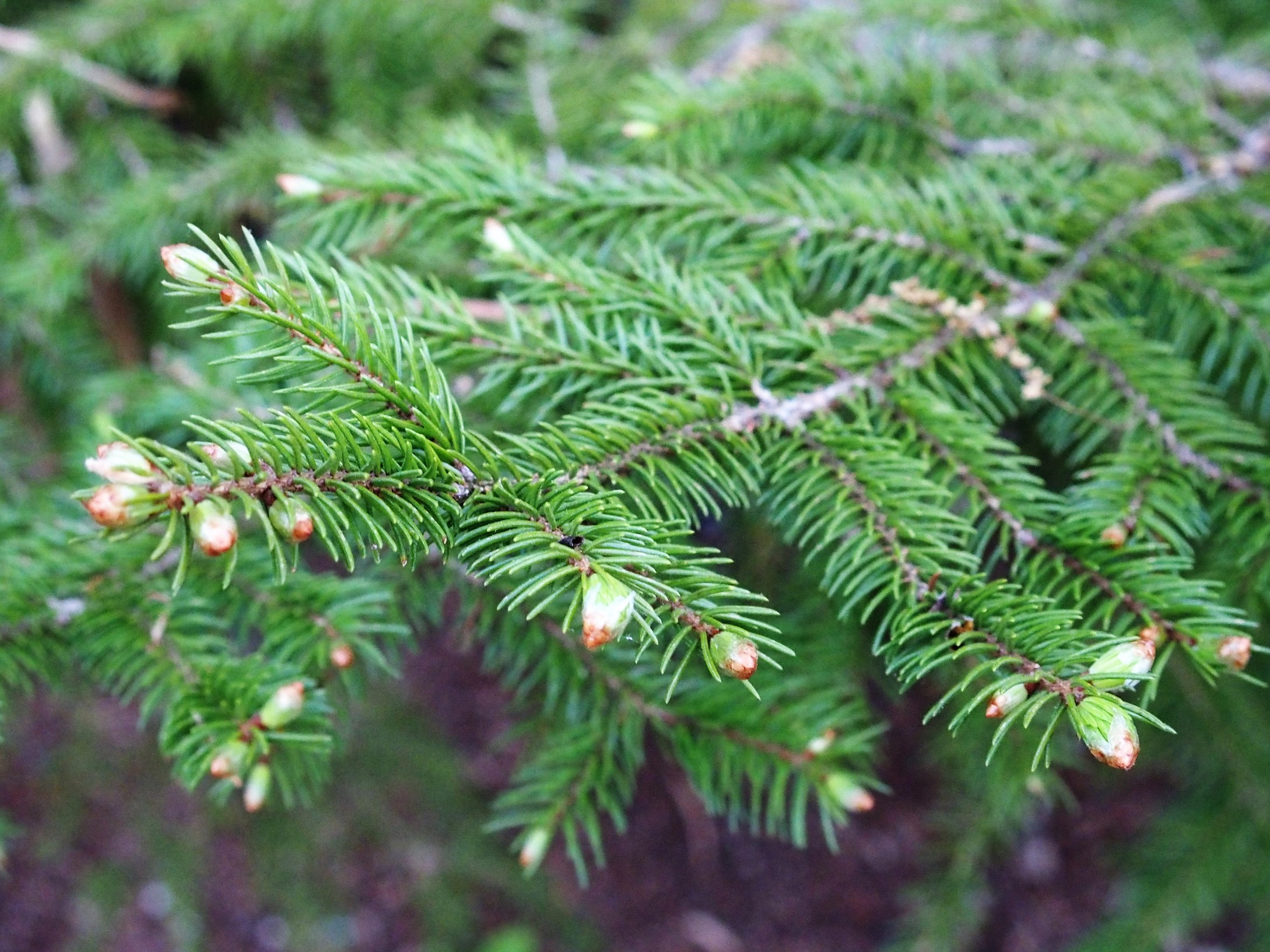 The Scientific Name is Picea rubens. You will likely hear them called Red Spruce, He Balsam. This picture shows the Note the sharp needles are square in cross section, while fir needles are blunt and flat of Picea rubens