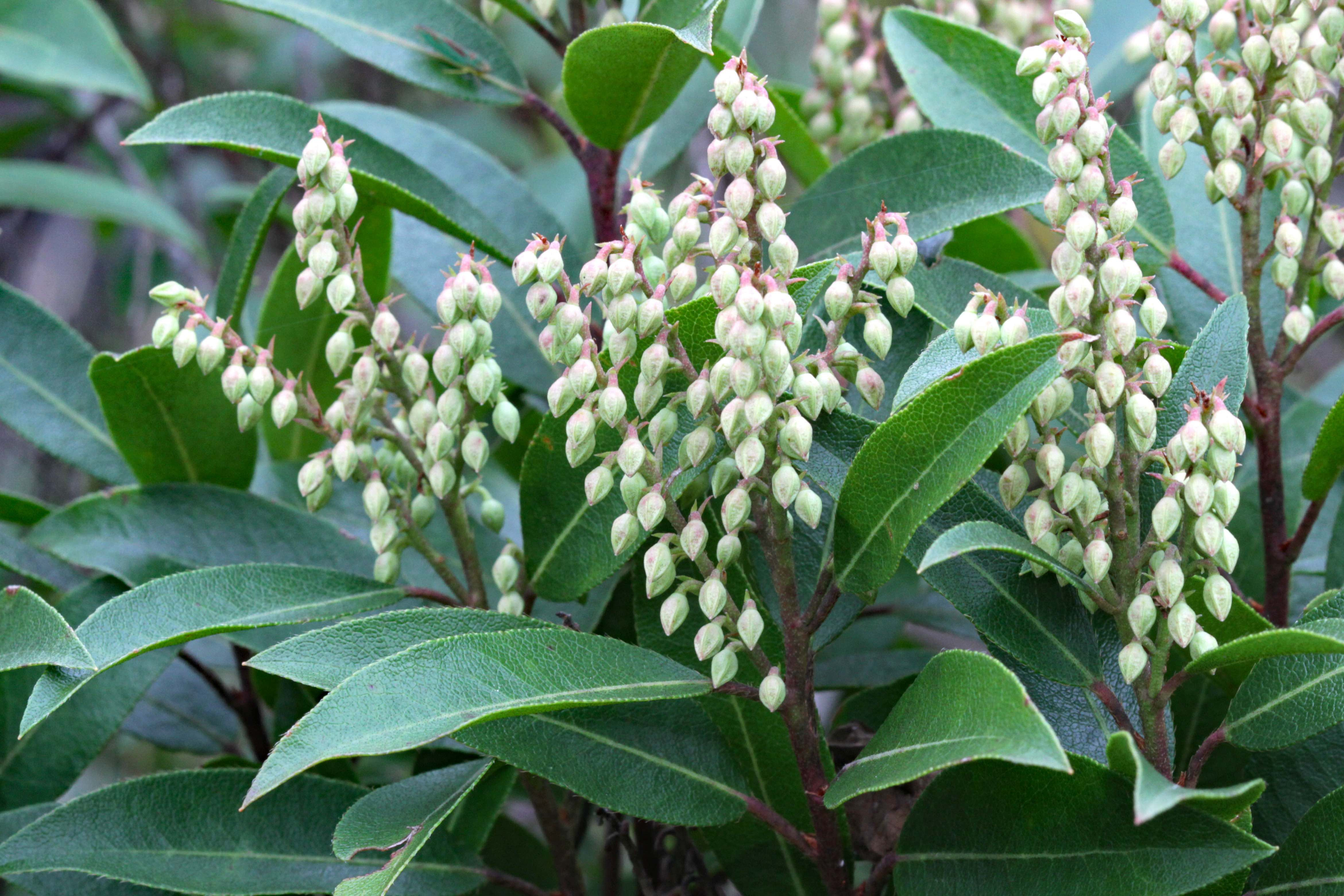 The Scientific Name is Pieris floribunda. You will likely hear them called Mountain Andromeda, Evergreen Mountain Fetterbush. This picture shows the Close-up of next year's flower buds. of Pieris floribunda