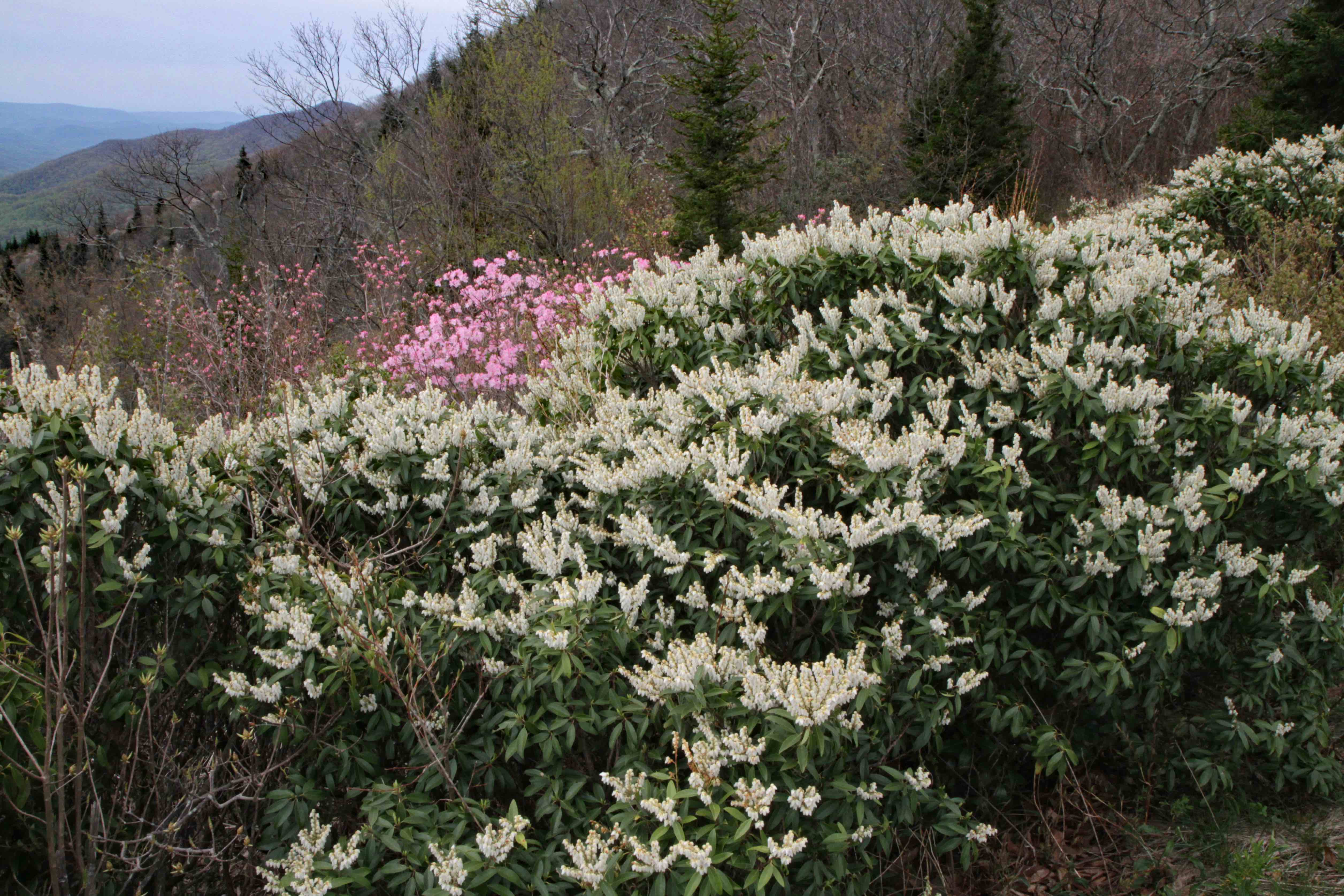 The Scientific Name is Pieris floribunda. You will likely hear them called Mountain Andromeda, Evergreen Mountain Fetterbush. This picture shows the Pieris floribunda and Rhododendron vaseyii blossom before the trees leaf out in mid-May in the Pisgah National Forest at 5,000 foot elevations. of Pieris floribunda