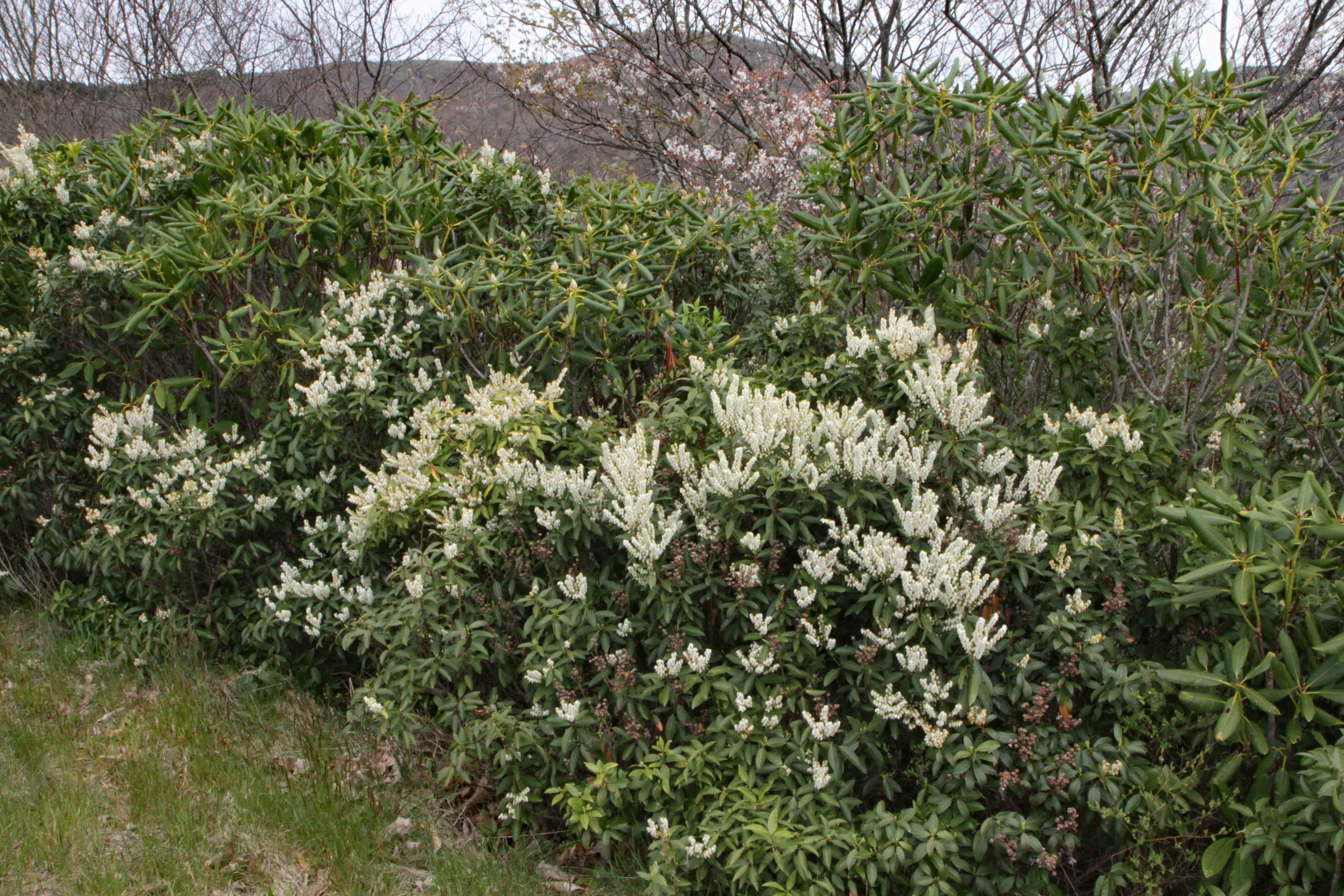 The Scientific Name is Pieris floribunda. You will likely hear them called Mountain Andromeda, Evergreen Mountain Fetterbush. This picture shows the Masses of Pieris floribunda covered with bright white blossoms line a 10-mile section of the Blue Ridge Parkway south of Graveyard Fields. of Pieris floribunda