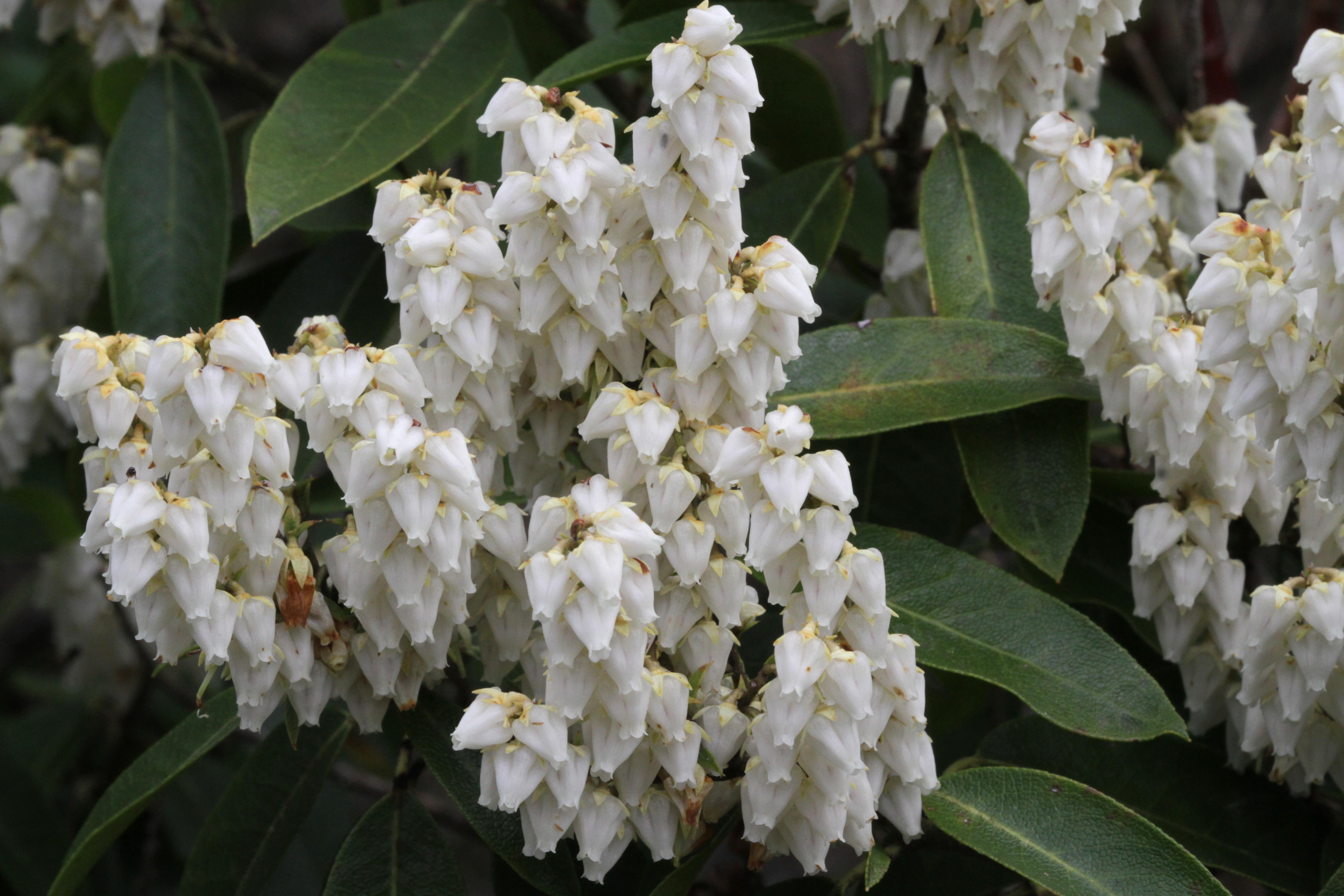 The Scientific Name is Pieris floribunda. You will likely hear them called Mountain Andromeda, Evergreen Mountain Fetterbush. This picture shows the Pieris floribunda blossom detail. of Pieris floribunda