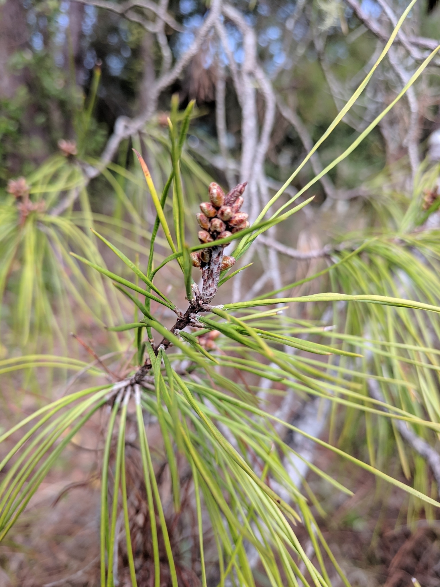 The Scientific Name is Pinus clausa. You will likely hear them called Sand Pine. This picture shows the The yellow-green needles are 2 per fascicle with twisted margins that are finely serrated.  of Pinus clausa