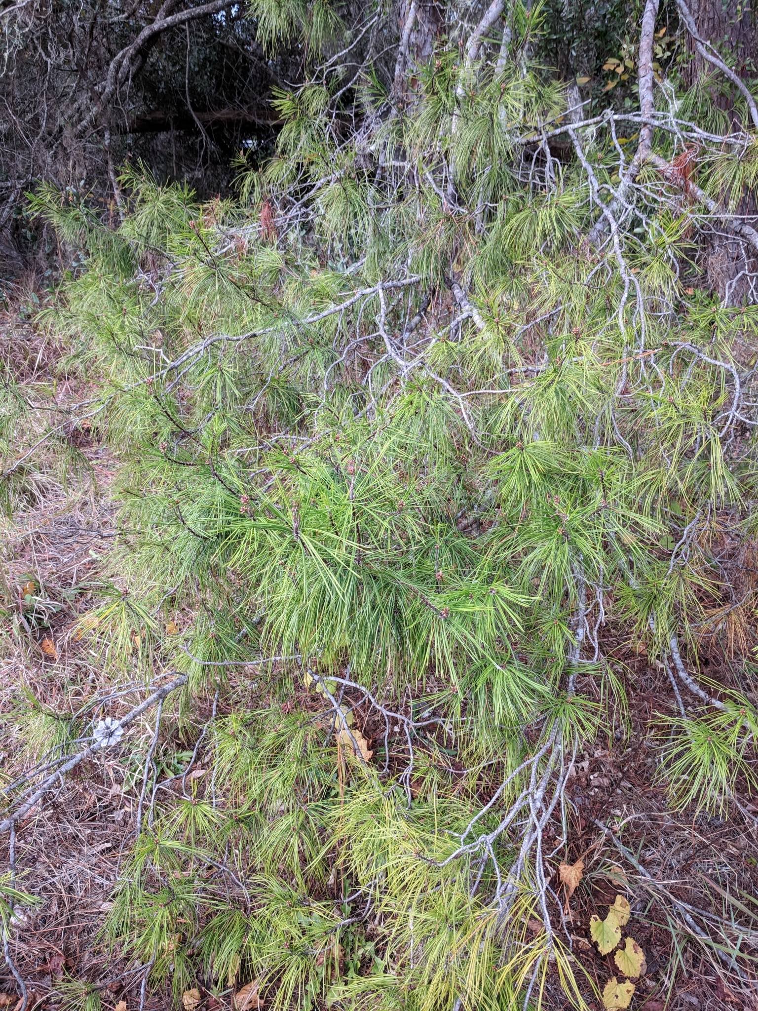The Scientific Name is Pinus clausa. You will likely hear them called Sand Pine. This picture shows the This pine is usually seen as a scrubby tree and can thrive in almost any soil. of Pinus clausa