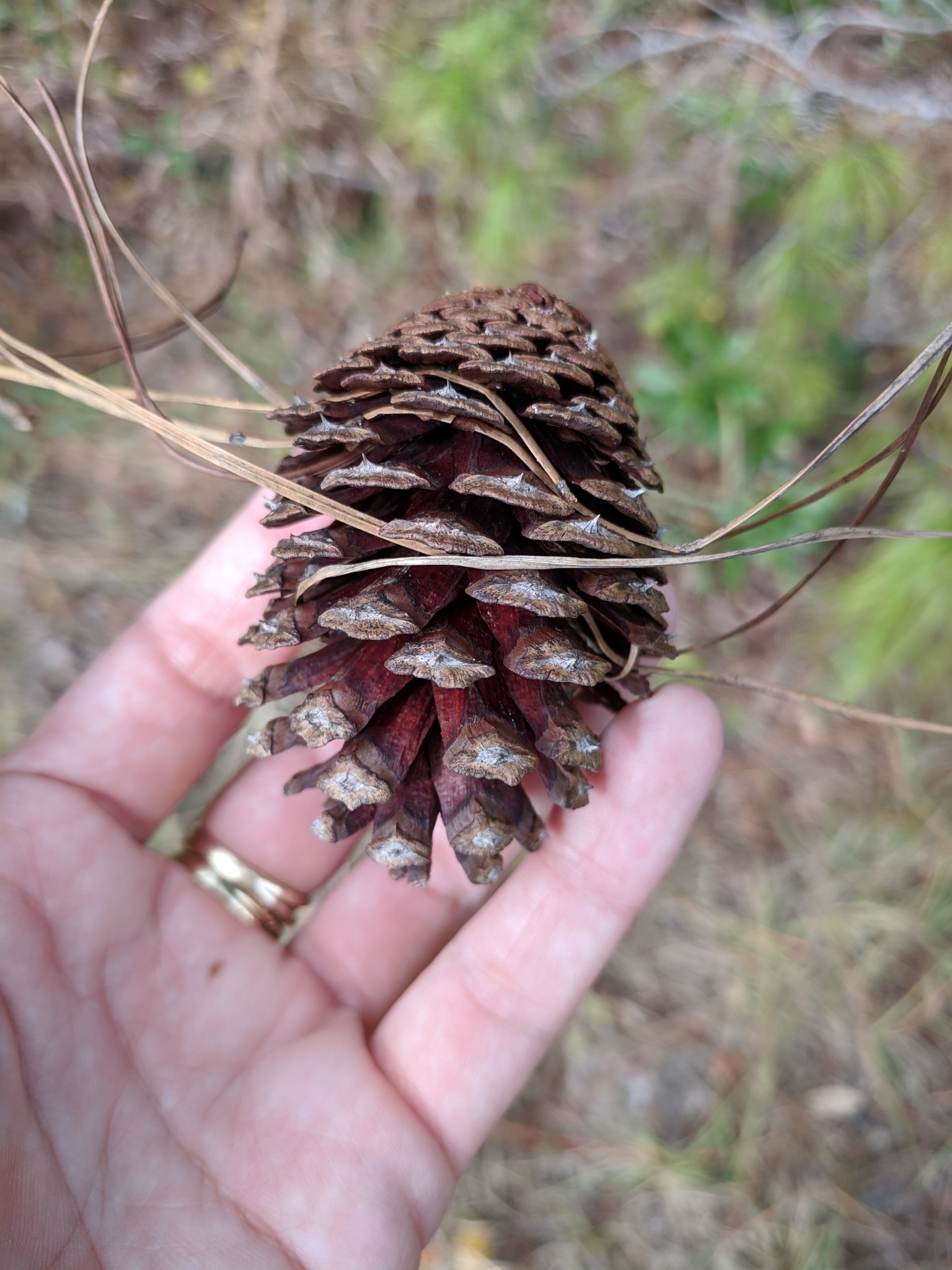 The Scientific Name is Pinus clausa. You will likely hear them called Sand Pine. This picture shows the The 2 to 3.5-inch-long, spiny cones persist for quite a while on the tree, often becoming embedded in the wood of the twigs. -<em>Univ of FL Extension</em> of Pinus clausa