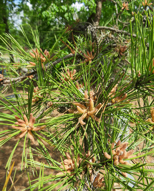 The Scientific Name is Pinus echinata. You will likely hear them called Shortleaf Pine. This picture shows the Pollen cones of Shortleaf Pine. Needles are usually in clusters of 2 (sometimes 3). of Pinus echinata