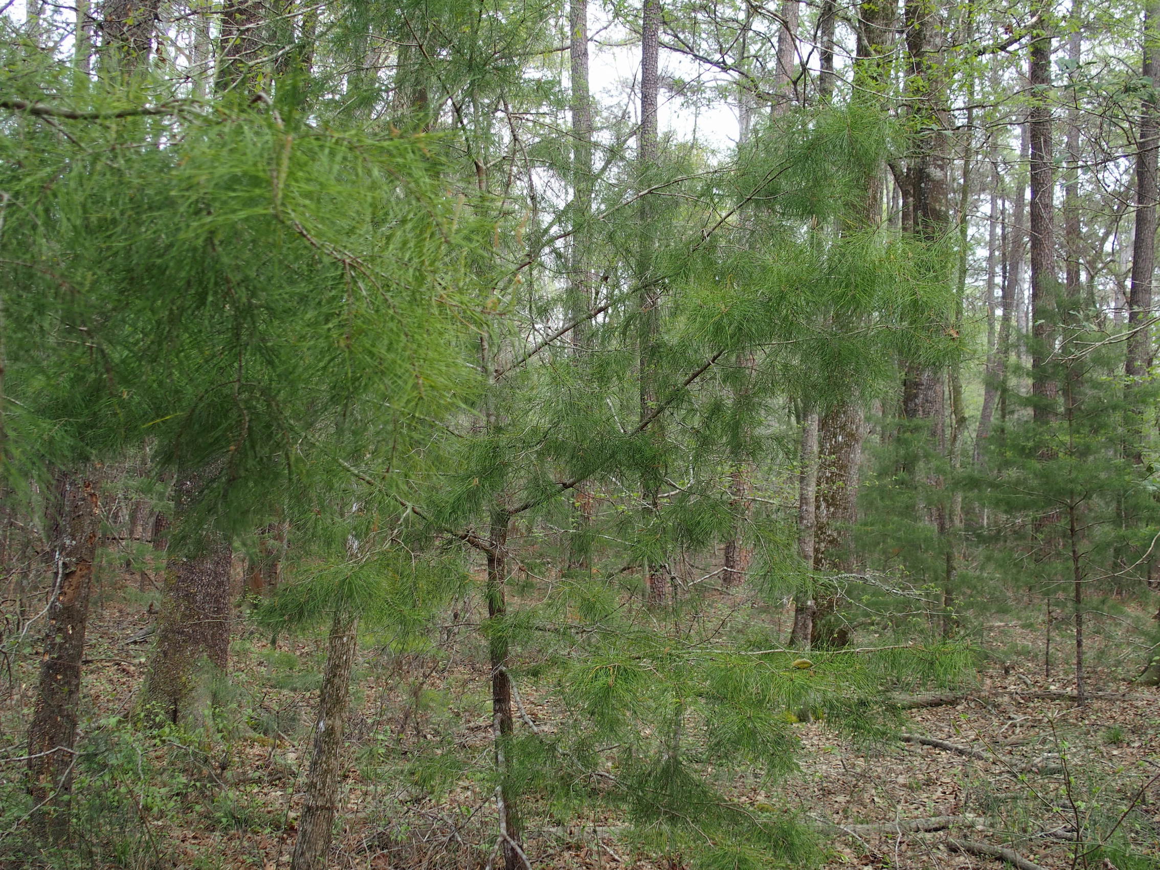 The Scientific Name is Pinus glabra. You will likely hear them called Spruce Pine, Walter's Pine. This picture shows the Characterized by soft needles and a preference for shade in wet forests of Pinus glabra