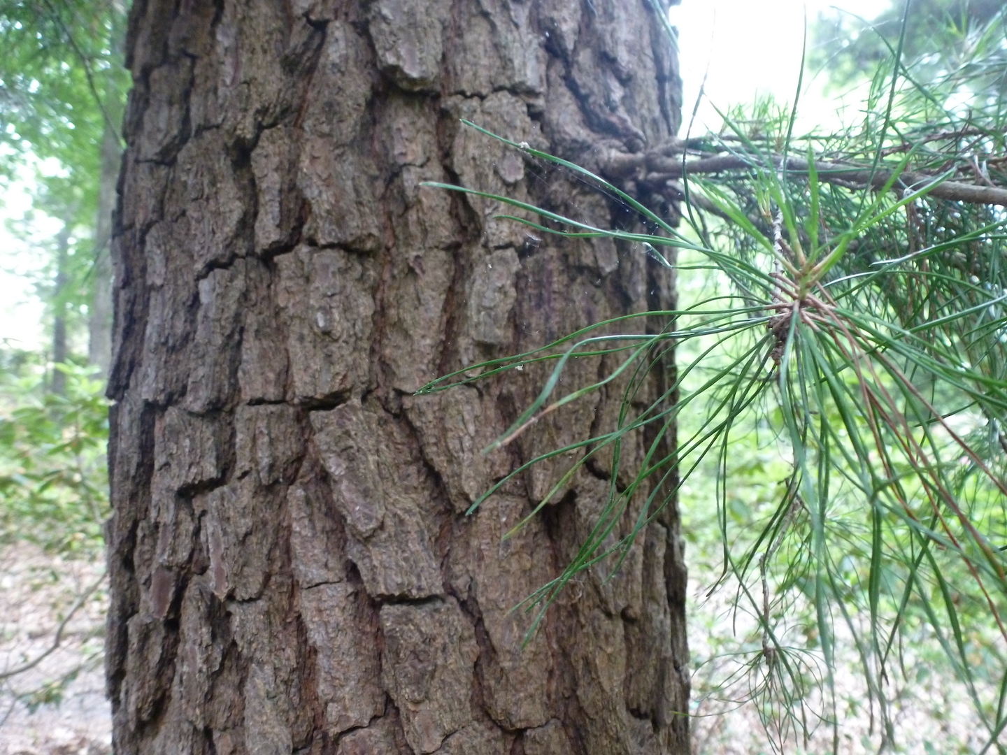 The Scientific Name is Pinus glabra. You will likely hear them called Spruce Pine, Walter's Pine. This picture shows the Note the tight bark unlike other pines. of Pinus glabra