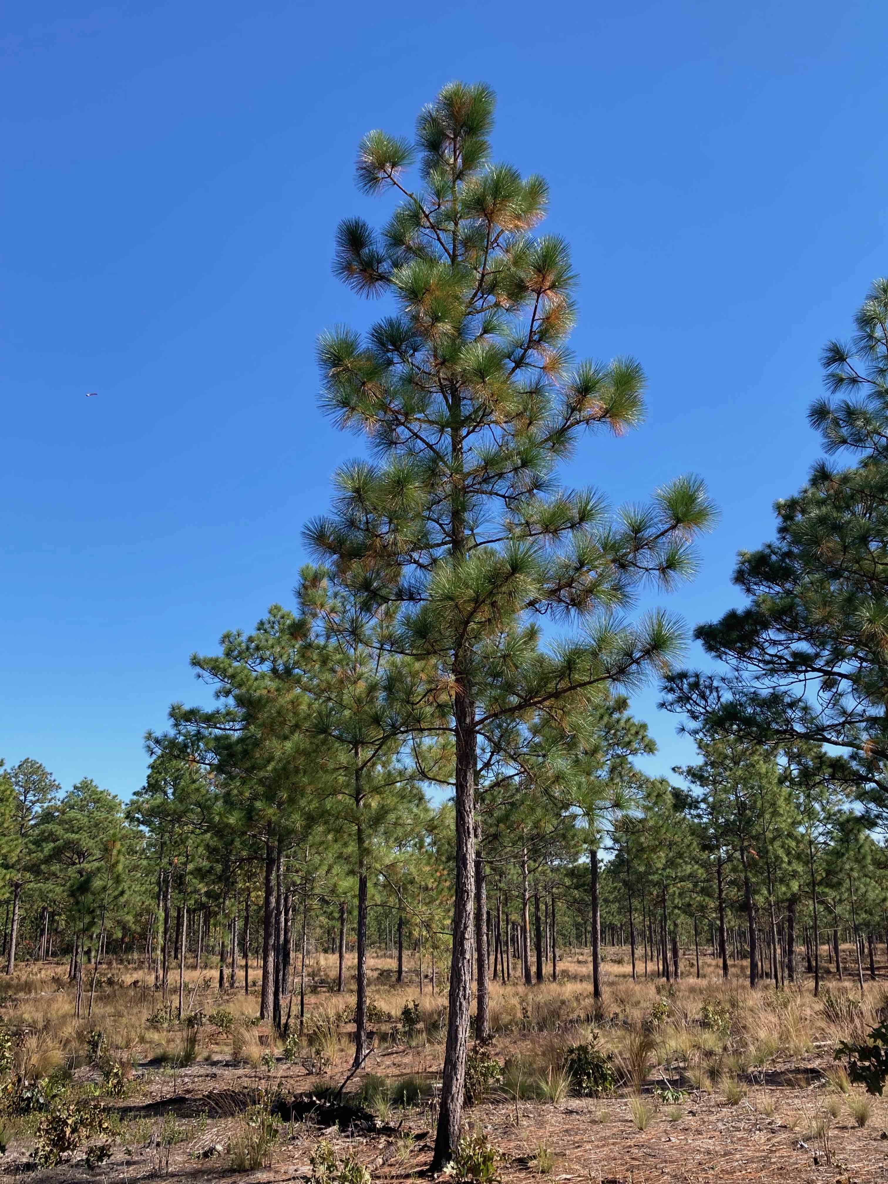 The Scientific Name is Pinus palustris. You will likely hear them called Longleaf Pine, Southern Pine. This picture shows the Has the longest needles of any of our pines. of Pinus palustris