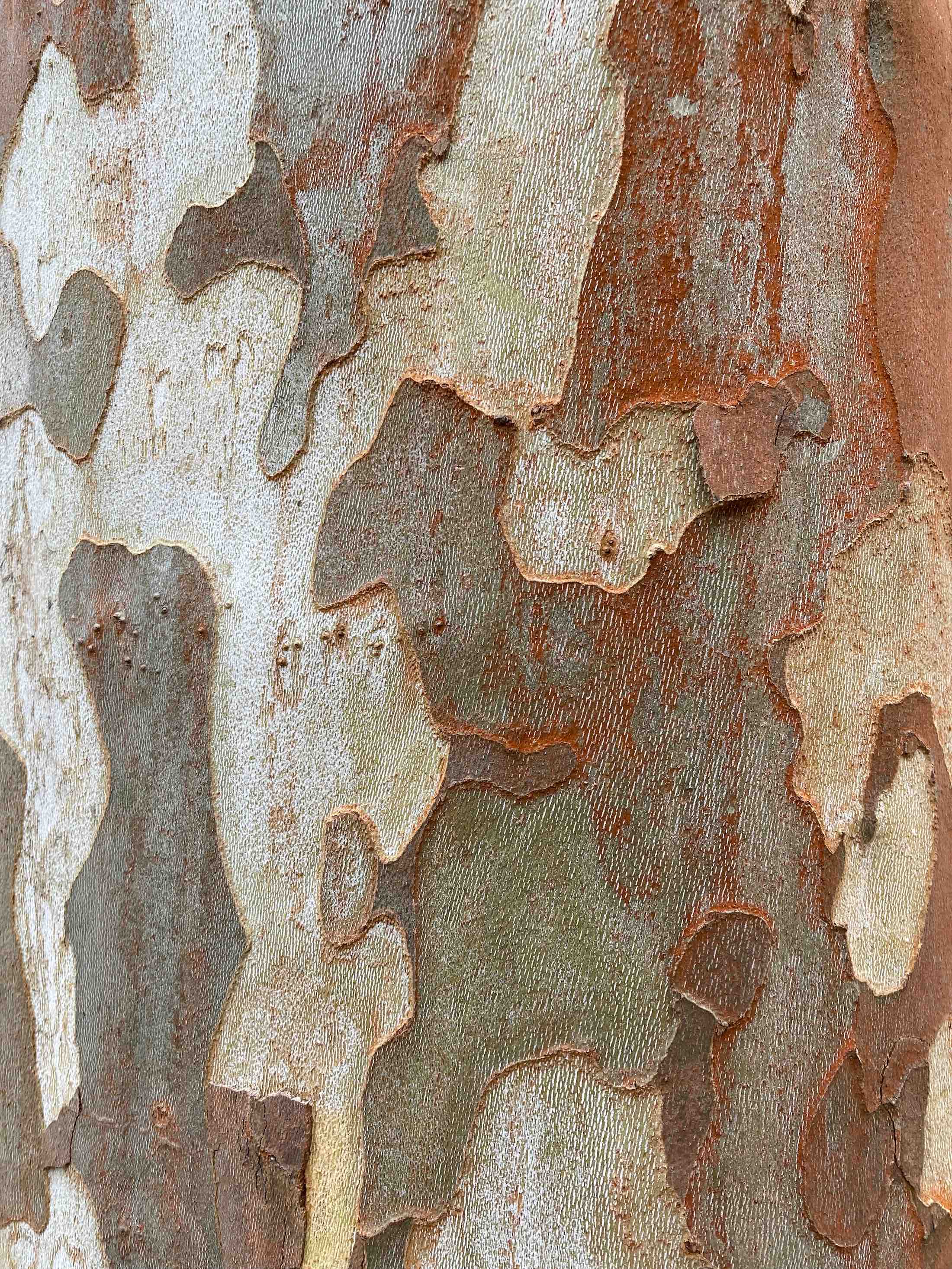 The Scientific Name is Platanus occidentalis. You will likely hear them called American Sycamore. This picture shows the Interesting and beautiful bark of Platanus occidentalis
