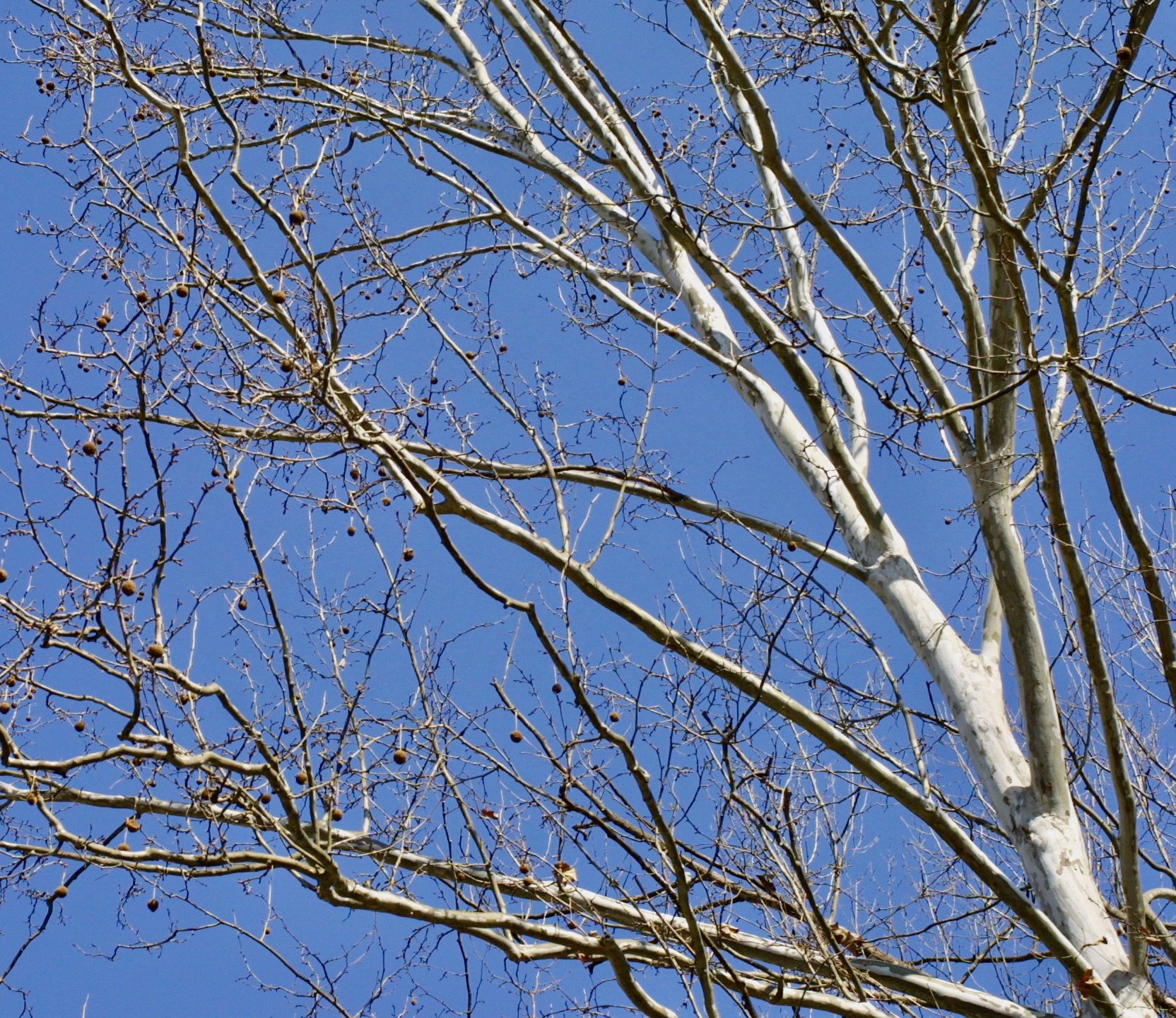 The Scientific Name is Platanus occidentalis. You will likely hear them called American Sycamore. This picture shows the White upper trunk, with brown fruits on long stalks of Platanus occidentalis