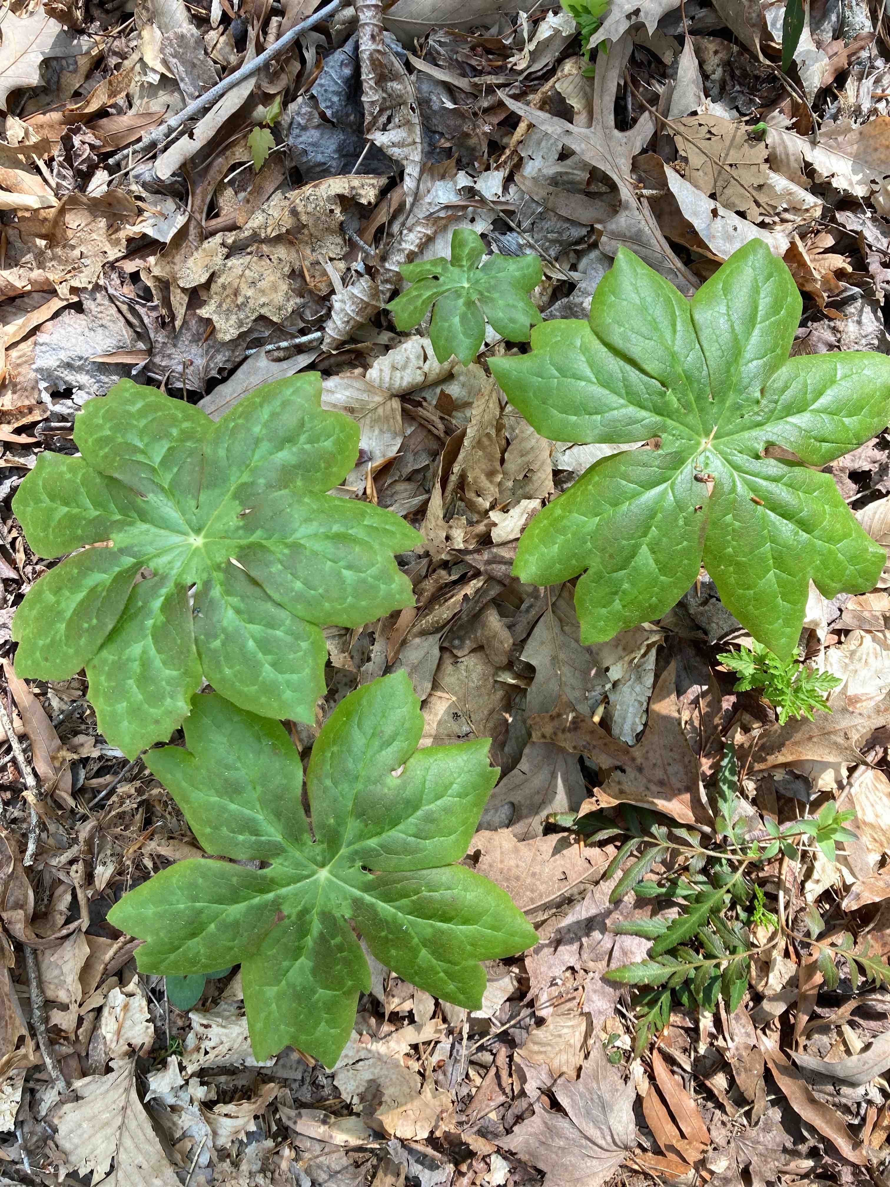 The Scientific Name is Podophyllum peltatum. You will likely hear them called Mayapple, May-apple, American Mandrake, Wild Mandrake, Indian Apple, Pomme de Mai, Podophylle Pelt. This picture shows the The peltate leaves can be somewhat variegated, especially when newly emerged. of Podophyllum peltatum
