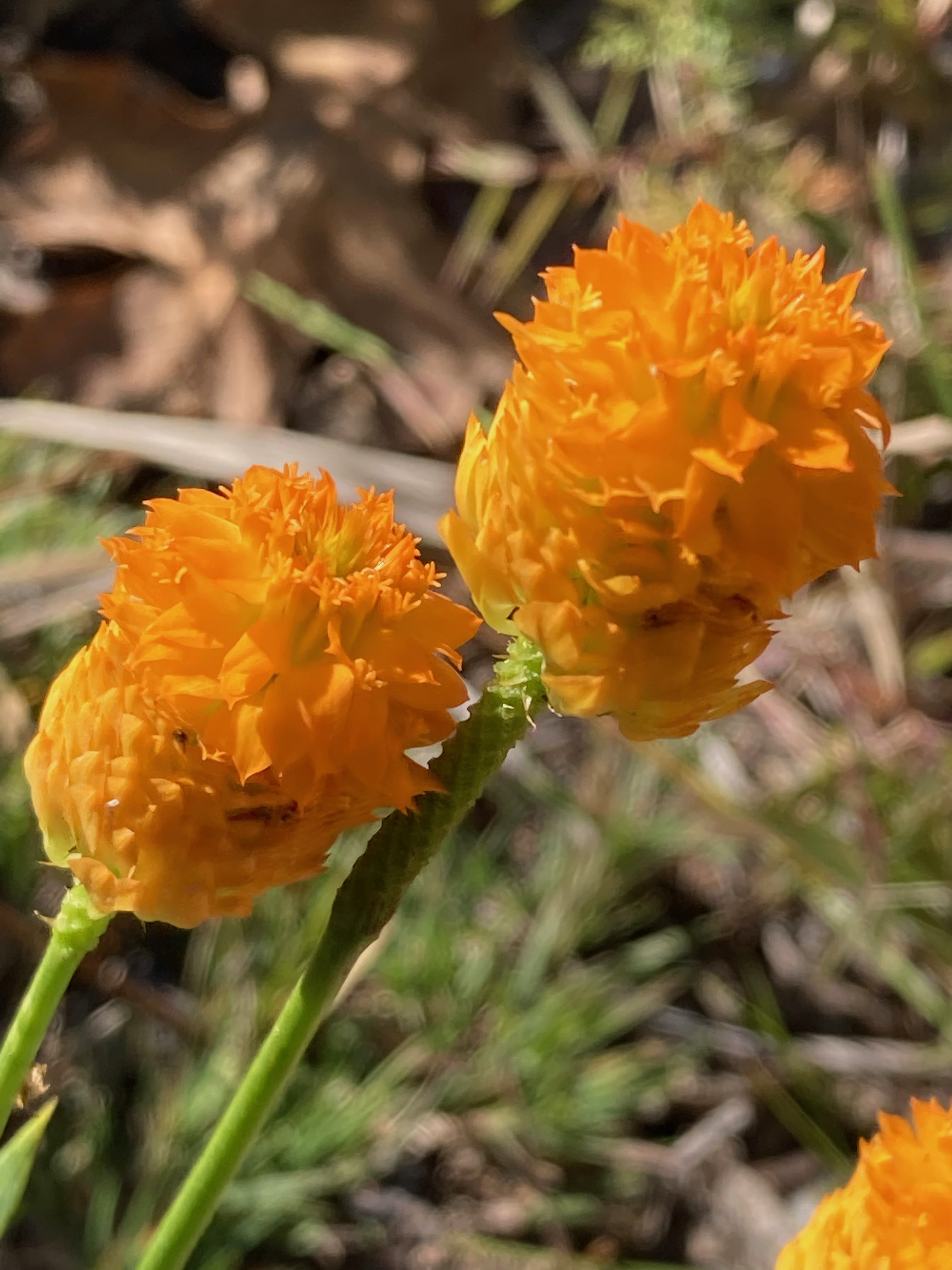 The Scientific Name is Polygala lutea. You will likely hear them called Orange Milkwort, Yellow Milkwort, Red-hot-poker, Candy Weed, Candyroot. This picture shows the Flower head of bright orange flowers. of Polygala lutea