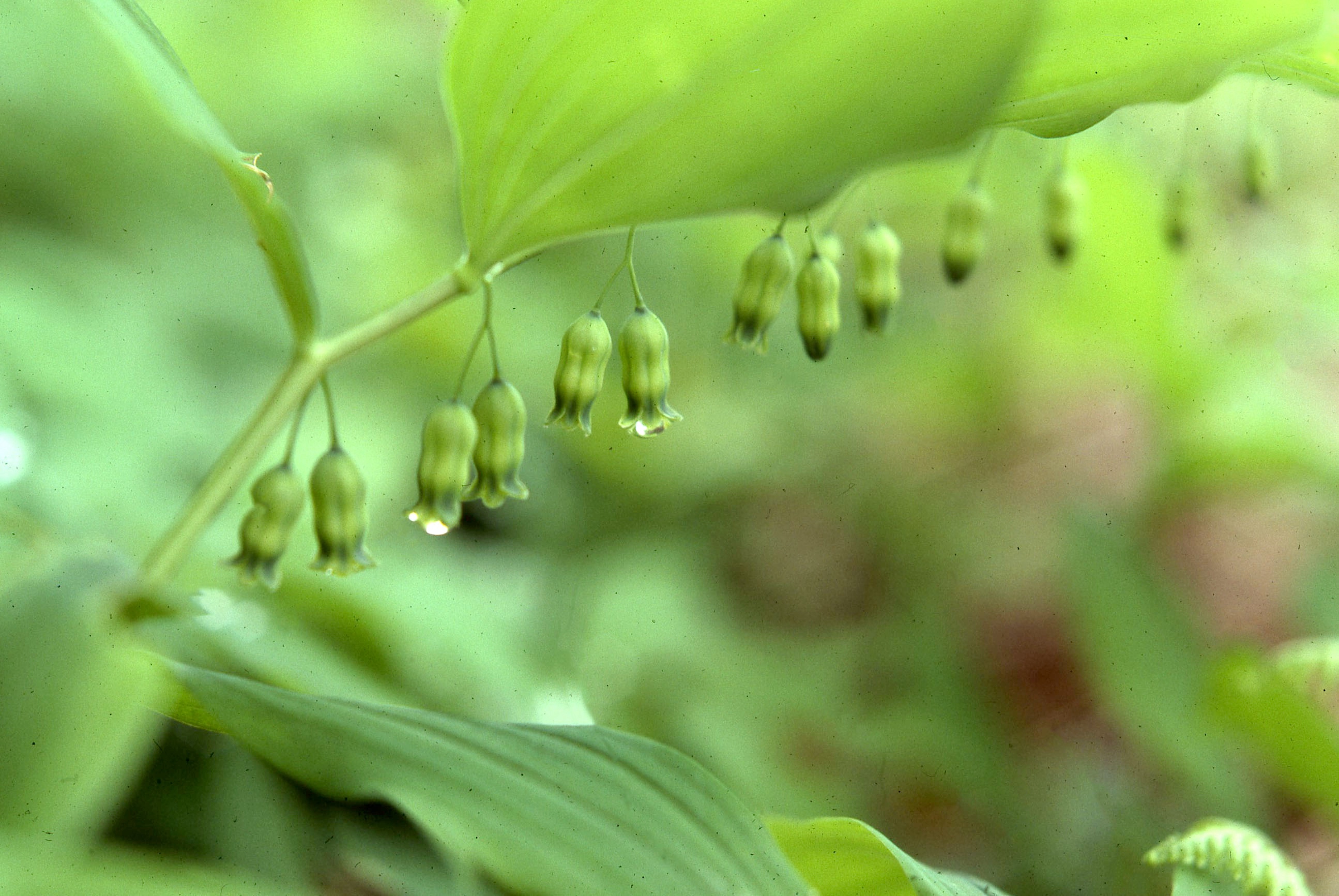 The Scientific Name is Polygonatum pubescens. You will likely hear them called Hairy Solomon's-seal, Downy Solomon's-seal. This picture shows the Downy Solomon's-seal has small (up to 1/2