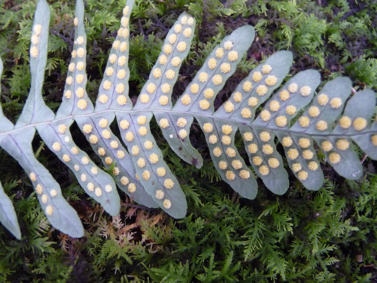 The Scientific Name is Polypodium appalachianum. You will likely hear them called Appalachian polypody. This picture shows the The round sporangia are not covered by an indusium of Polypodium appalachianum