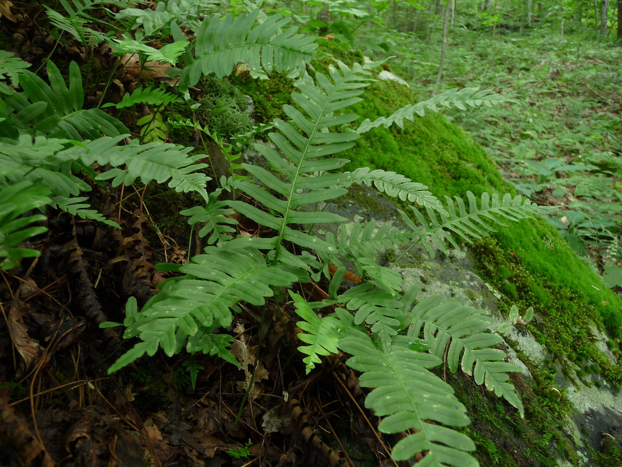 The Scientific Name is Polypodium appalachianum. You will likely hear them called Appalachian polypody. This picture shows the The blades are dark green above, glabrous, and pinnately cut. of Polypodium appalachianum