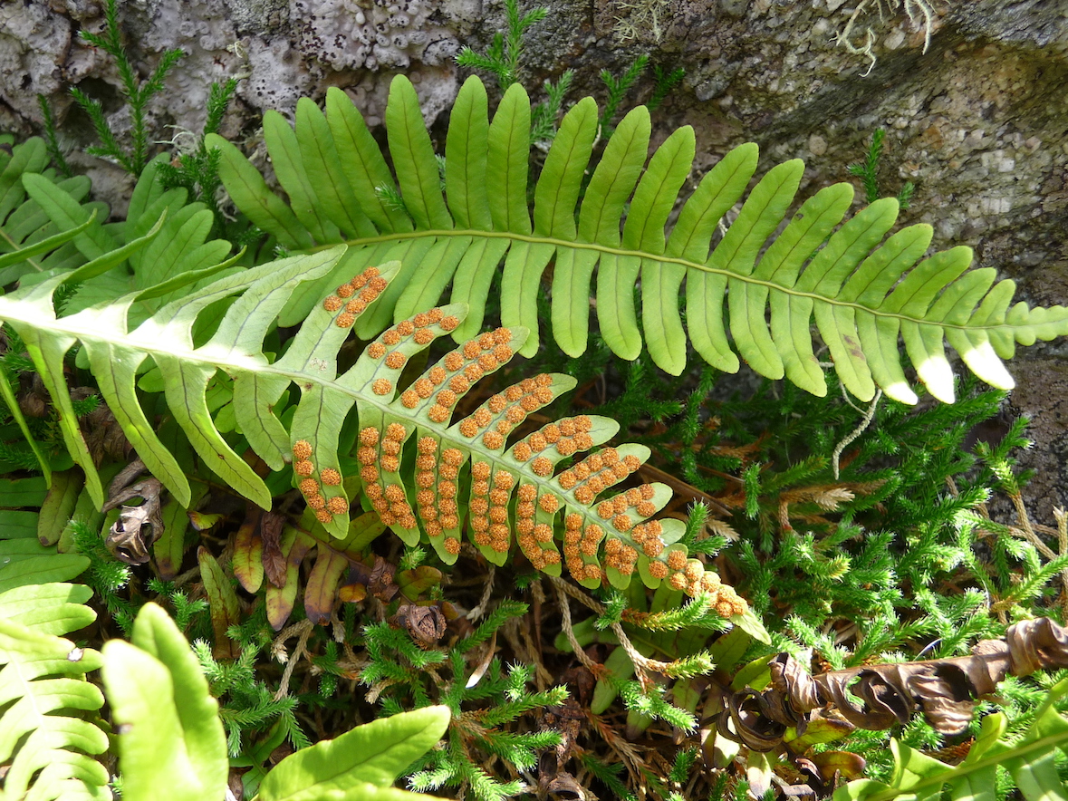 The Scientific Name is Polypodium virginianum [= Polypodium vulgare]. You will likely hear them called Rock Polypody, Rock Cap Fern. This picture shows the Growing in rock crevices at 4,000 ft elevation of Polypodium virginianum [= Polypodium vulgare]