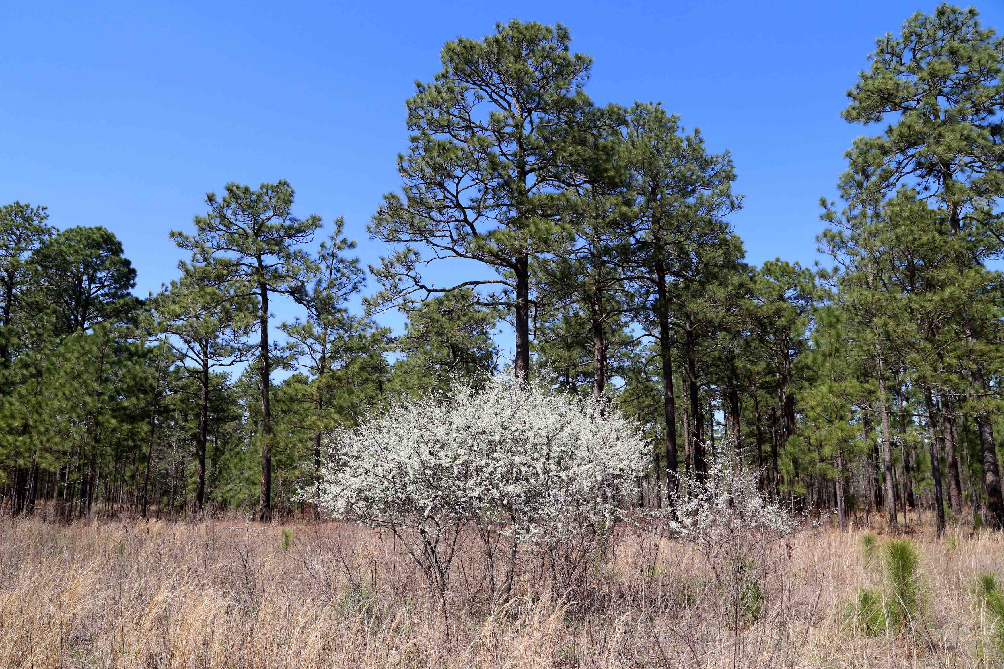 The Scientific Name is Prunus angustifolia. You will likely hear them called Chickasaw Plum. This picture shows the Chickasaw Plums are in full bloom before leaves emerge.  More shrub than tree, they prefer full sun in managed fields in the sandhills in March. of Prunus angustifolia