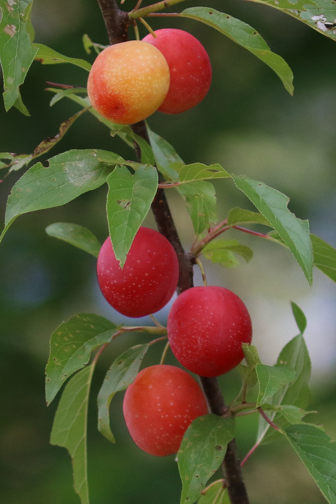 The Scientific Name is Prunus angustifolia. You will likely hear them called Chickasaw Plum. This picture shows the Small bright red plums mature by early June. of Prunus angustifolia