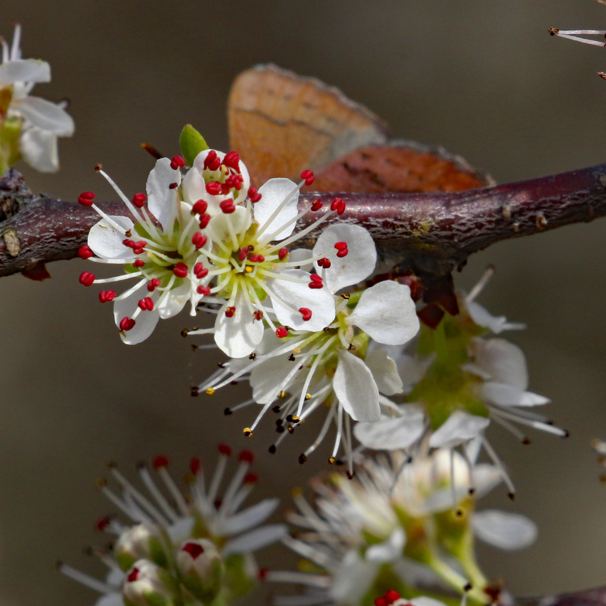 The Scientific Name is Prunus angustifolia. You will likely hear them called Chickasaw Plum. This picture shows the Chickasaw Plum blossoms are small and ephemeral.  The 5-petaled flowers have bright pink anthers when blossom are fresh, usually only the first day.. of Prunus angustifolia
