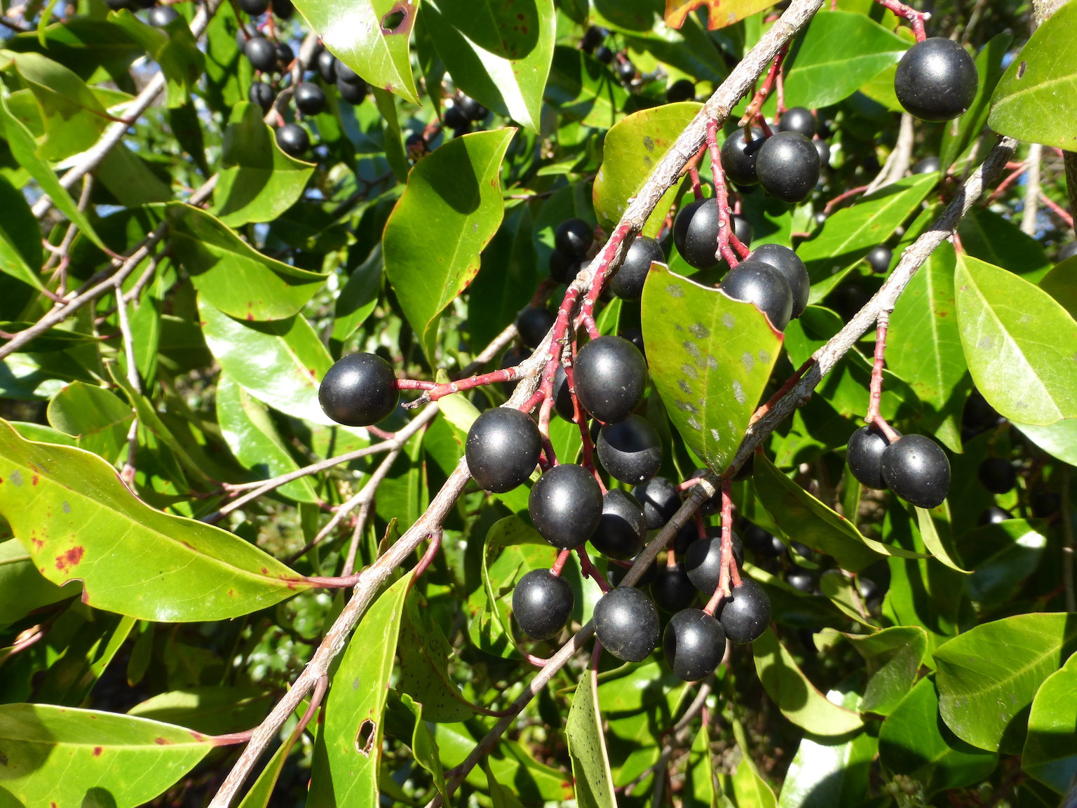 The Scientific Name is Prunus caroliniana [= Laurocerasus caroliniana]. You will likely hear them called Carolina Laurel Cherry. This picture shows the Evergreen leaves and drupes. of Prunus caroliniana [= Laurocerasus caroliniana]