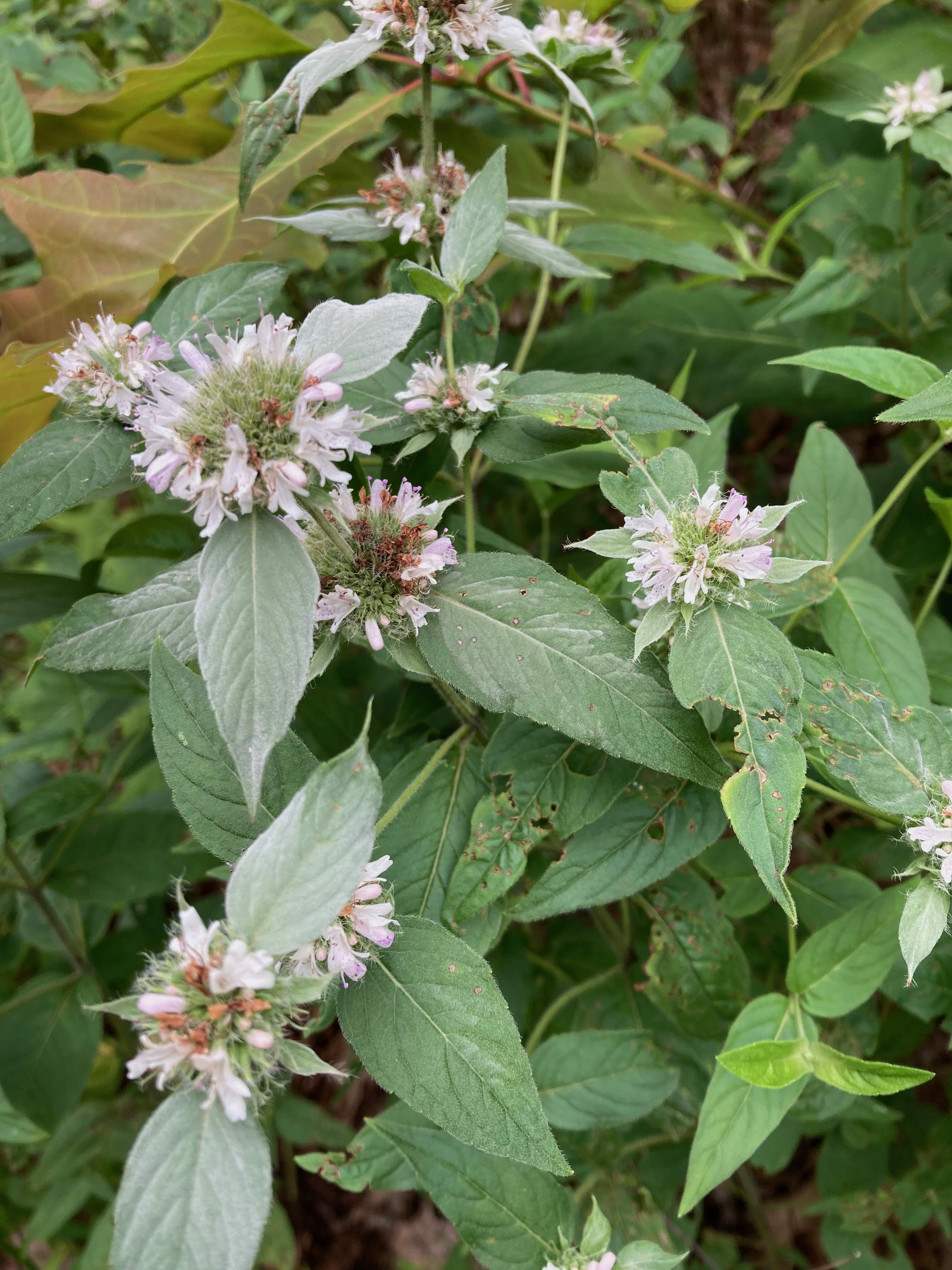 The Scientific Name is Pycnanthemum incanum. You will likely hear them called Hoary Mountain-mint, Silverleaf Mountain-mint. This picture shows the The individual flowers are small and generally white with some purple spots on the lower lip.  of Pycnanthemum incanum