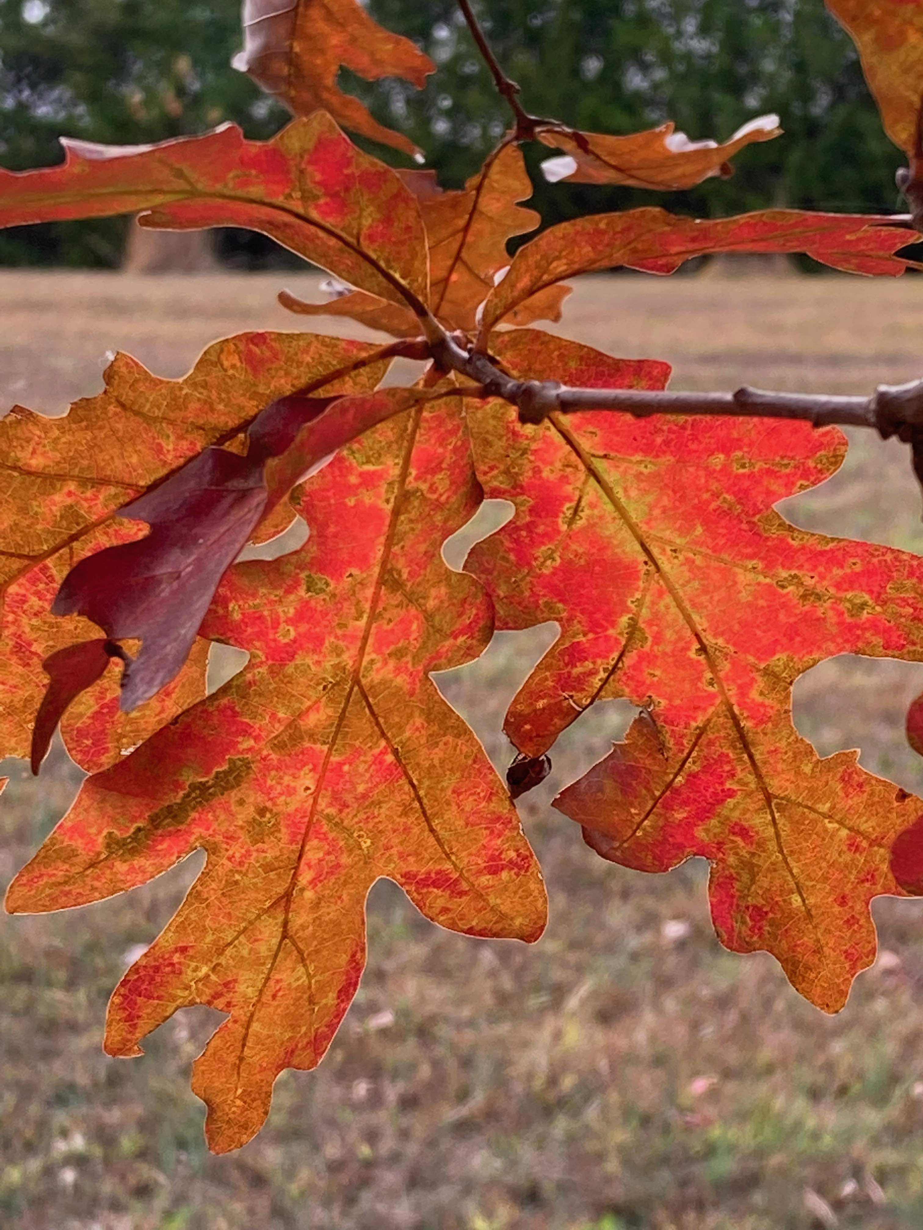 The Scientific Name is Quercus alba. You will likely hear them called White Oak. This picture shows the  of Quercus alba