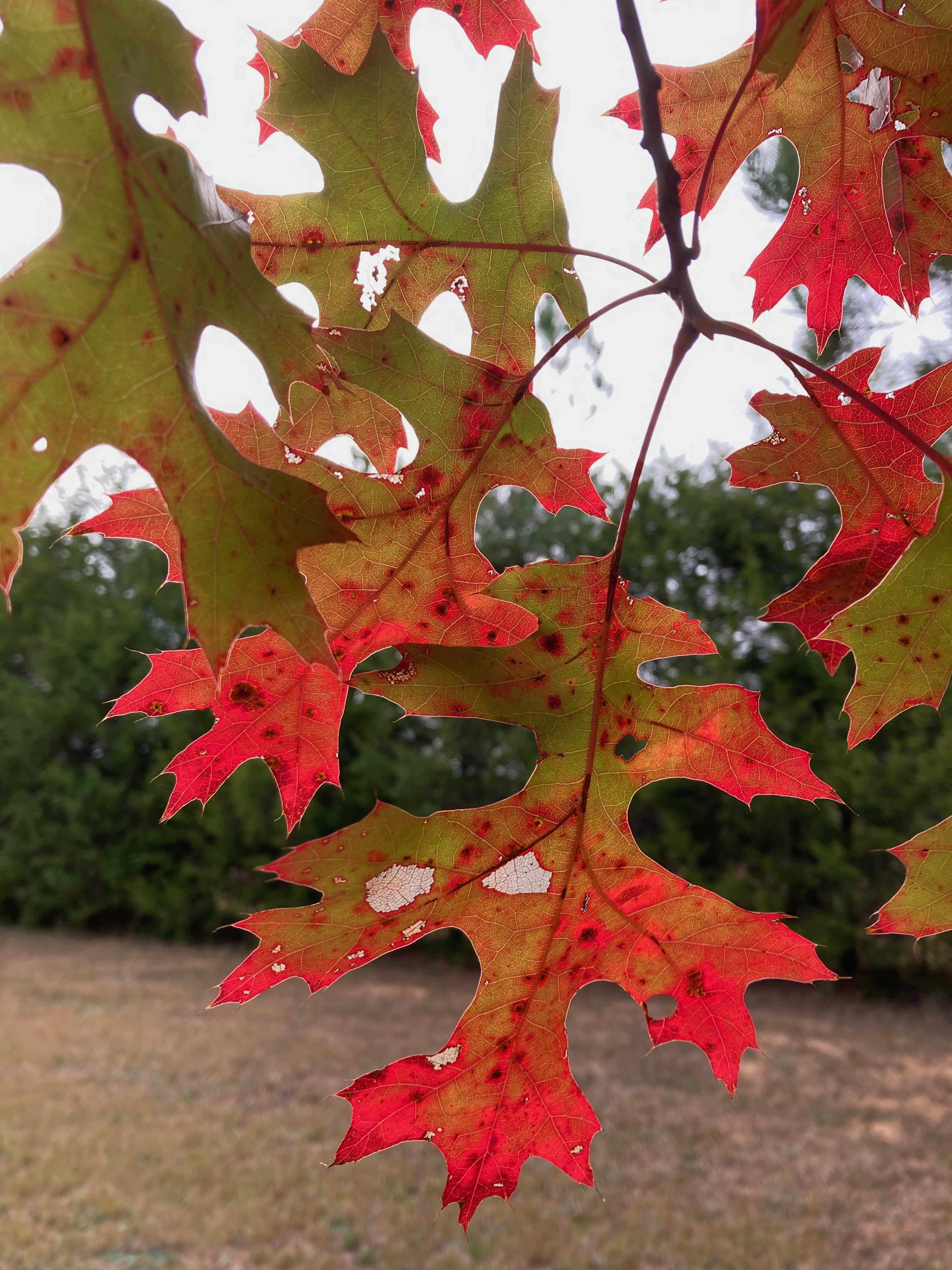 The Scientific Name is Quercus coccinea. You will likely hear them called Scarlet Oak. This picture shows the Just can't get enough of the beautiful leaves in Fall. of Quercus coccinea