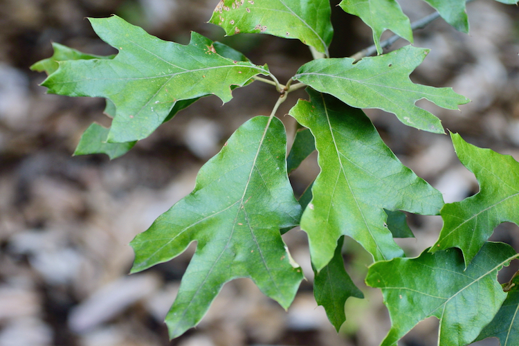 The Scientific Name is Quercus falcata. You will likely hear them called Southern Red Oak, Spanish Oak. This picture shows the Southern Red Oak leaves have a bewildering variety of leaf shapes. The lobes are bristle-tipped and the sinuses are usually wide. of Quercus falcata