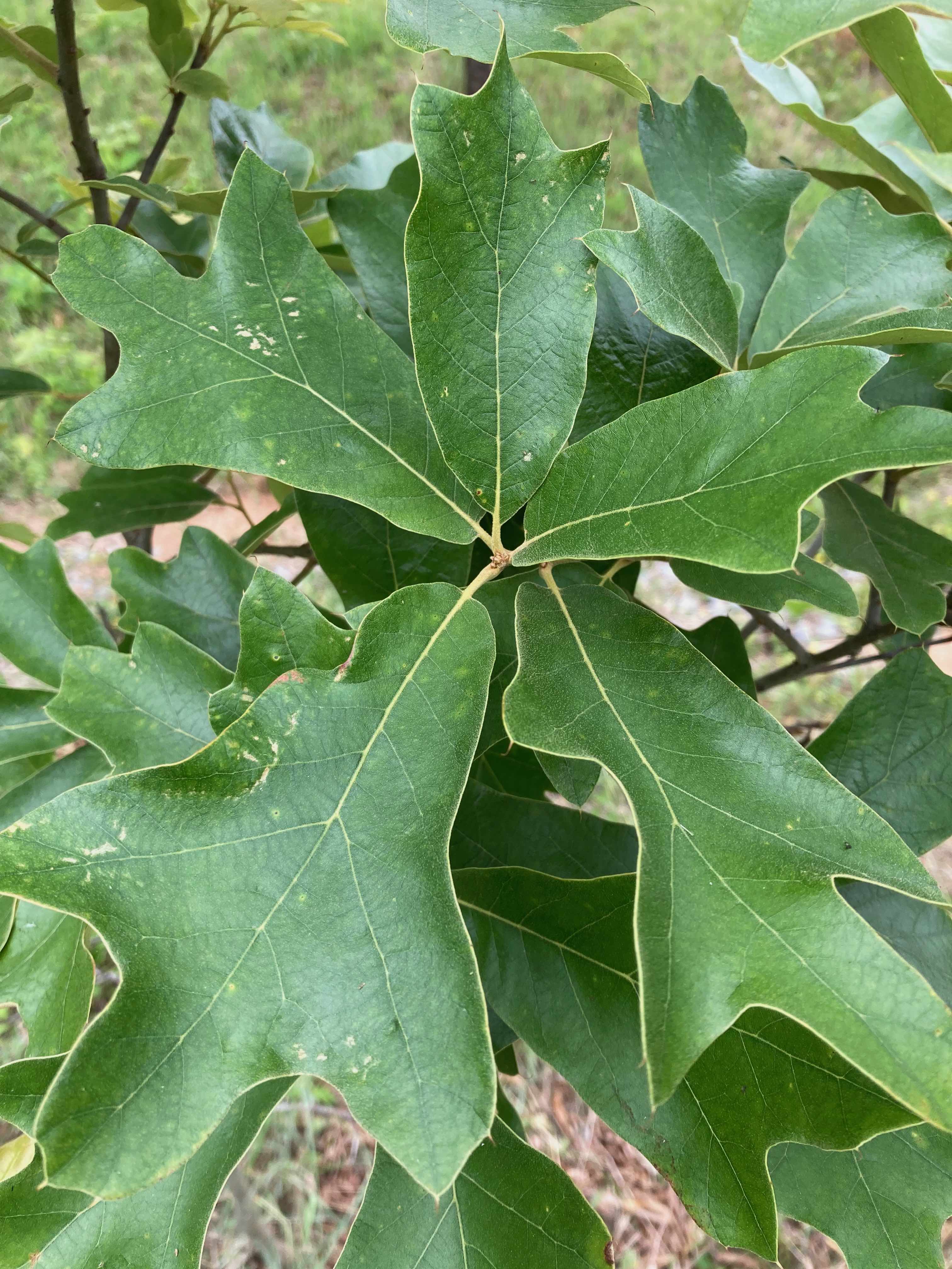The Scientific Name is Quercus falcata. You will likely hear them called Southern Red Oak, Spanish Oak. This picture shows the The leaves are very thick, shiny dark green above, and pale green below. The triangular bristle-tipped lobes have the central one usually long and parallel-sided. of Quercus falcata