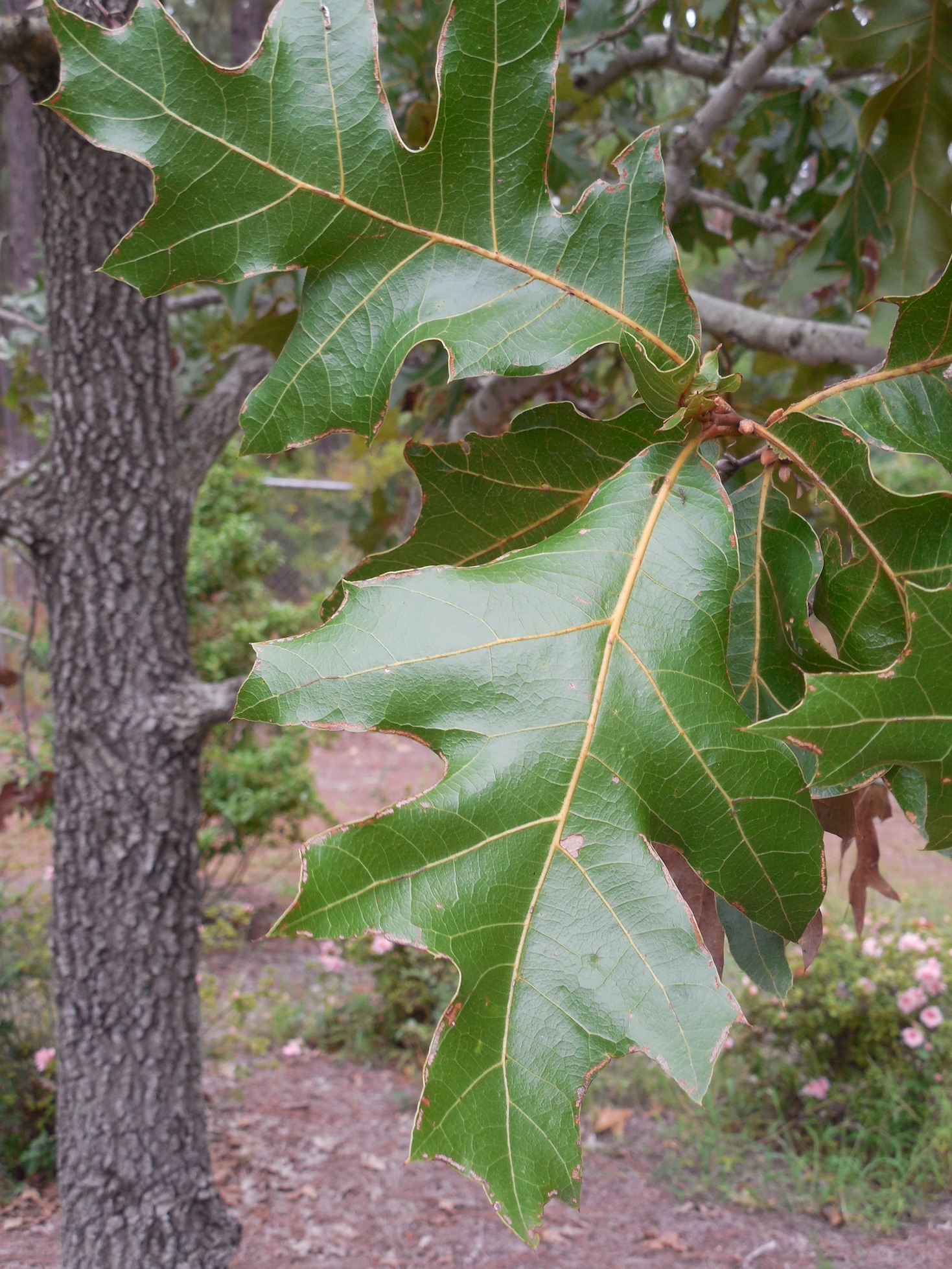 The Scientific Name is Quercus laevis [= Quercus catesbaei]. You will likely hear them called Turkey Oak. This picture shows the  of Quercus laevis [= Quercus catesbaei]