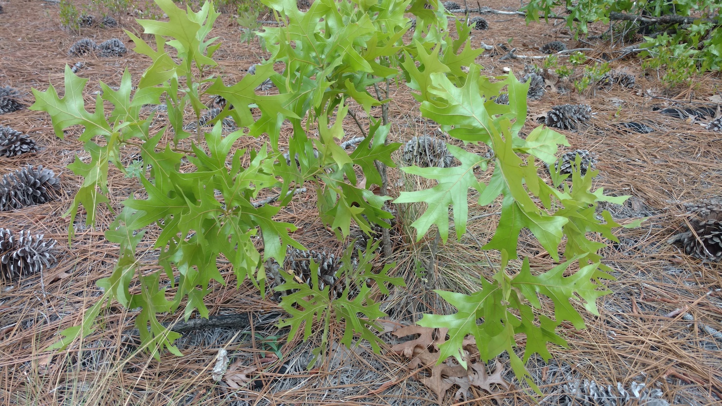 The Scientific Name is Quercus laevis [= Quercus catesbaei]. You will likely hear them called Turkey Oak. This picture shows the Leaves are held vertically to the white sandy soil perhaps to reduce heat reflection. of Quercus laevis [= Quercus catesbaei]