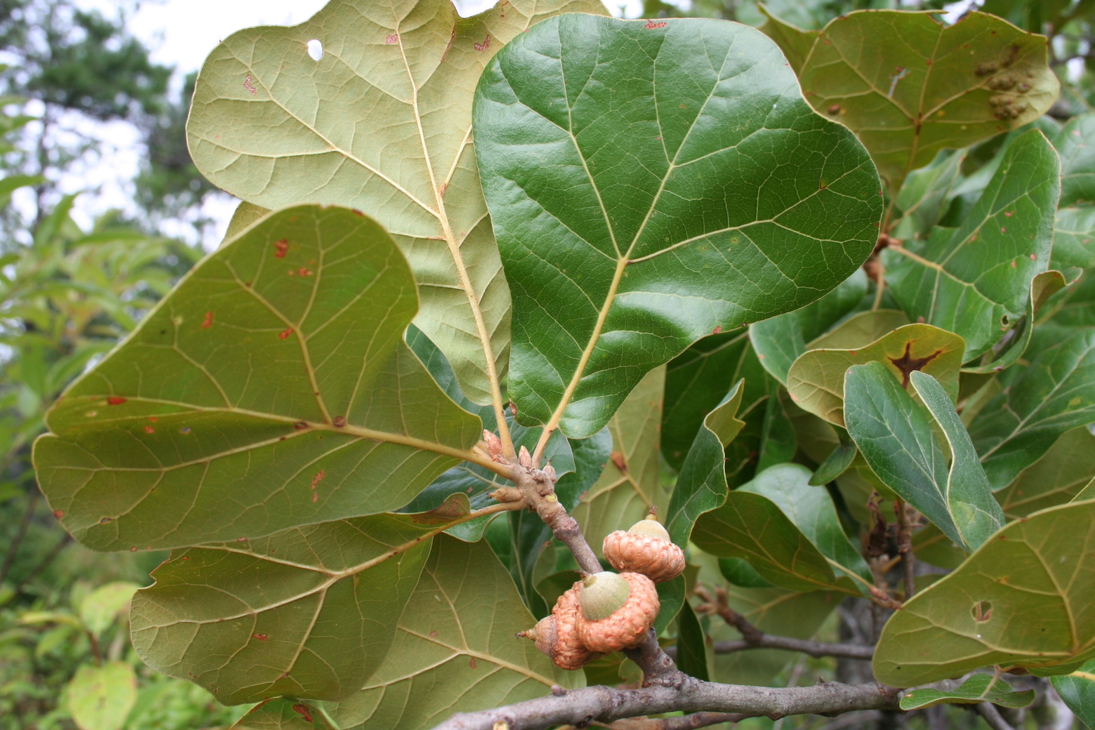 The Scientific Name is Quercus marilandica var. marilandica. You will likely hear them called Blackjack Oak. This picture shows the Blackjack Oak usually is rusty or tawny-colored on the lower leaf surface and has a very thick leaf of Quercus marilandica var. marilandica