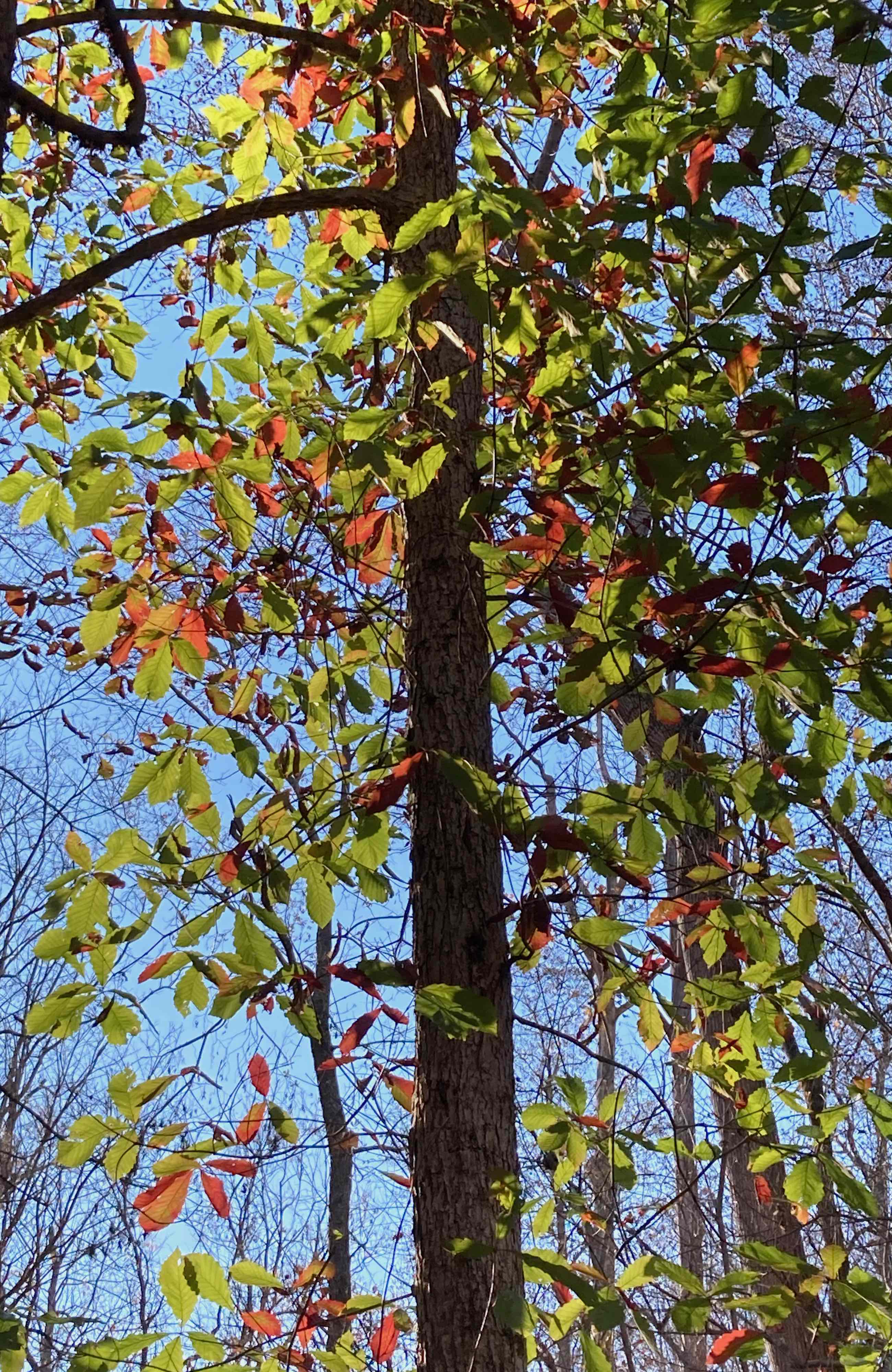 The Scientific Name is Quercus michauxii [= Quercus prinus]. You will likely hear them called Swamp Chestnut Oak, Basket Oak, Cow Oak. This picture shows the Early Fall color. of Quercus michauxii [= Quercus prinus]