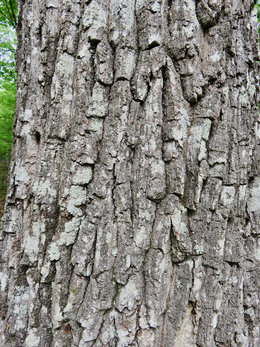 The Scientific Name is Quercus montana [=Quercus prinus]. You will likely hear them called Chestnut Oak, Rock Chestnut Oak, Rock Oak, Mountain Chestnut Oak. This picture shows the Rock Chestnut Oak bark is deeply furrowed and divided into blocky ridges. of Quercus montana [=Quercus prinus]